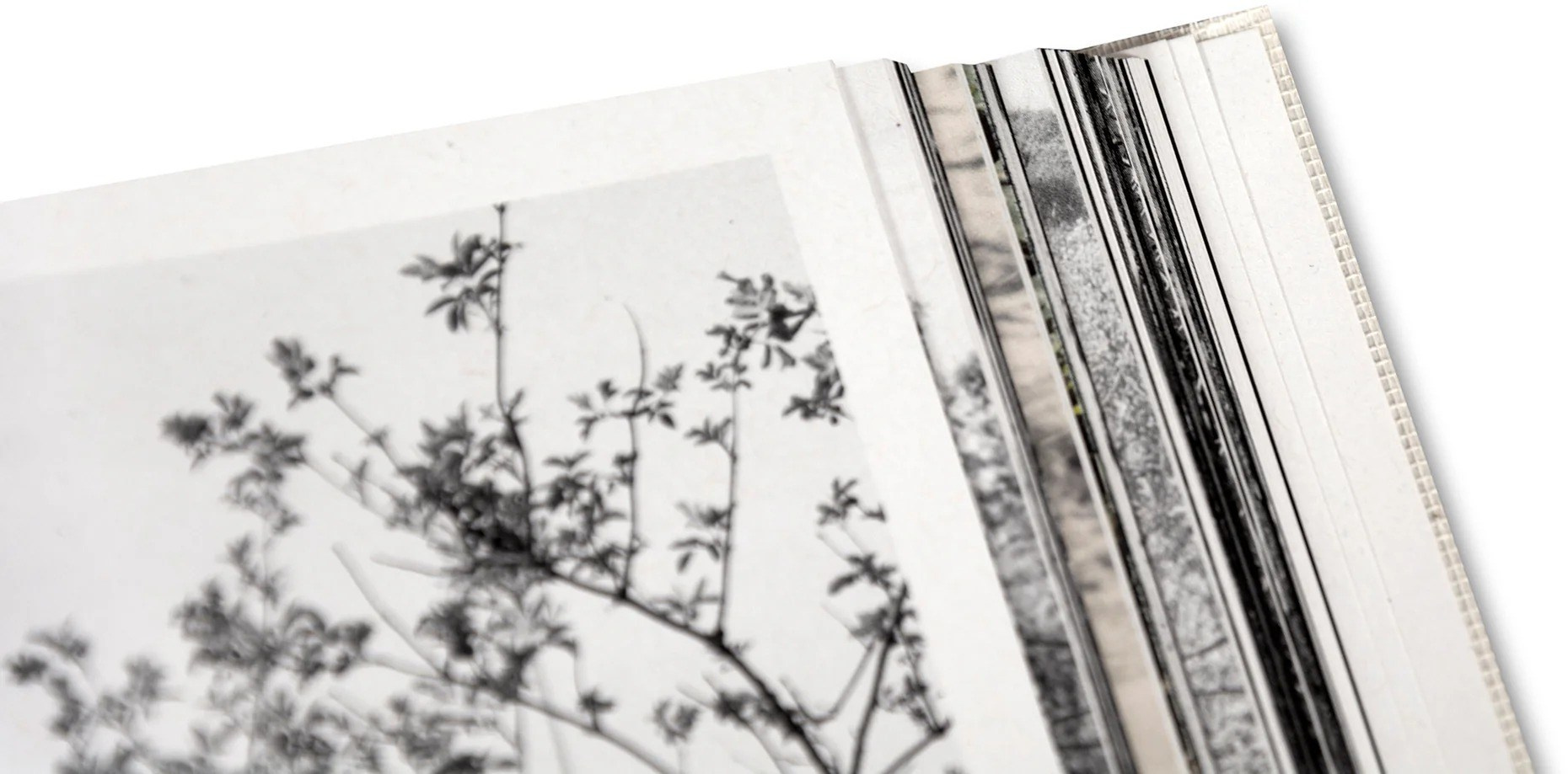 Кристина Сергеева: Делает ли красота фотографию искусством?. Самоорганизация Низина