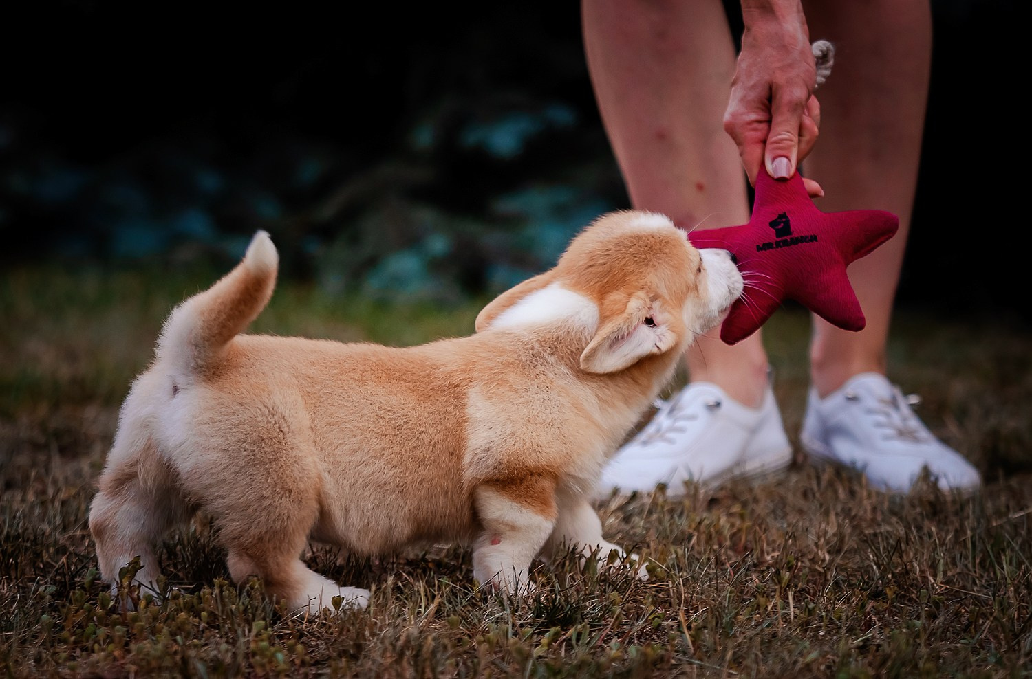 Щенки вельш корги пемброк из питомника. Питомник собак Акита, Хаски, Корги