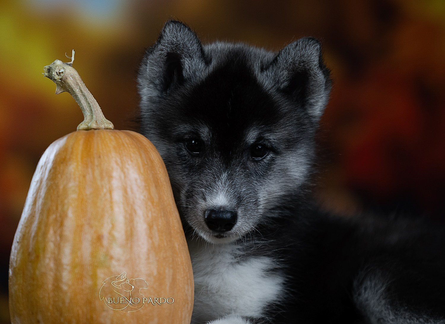 Щенки сибирского хаски из питомника. Питомник собак Акита, Хаски, Корги
