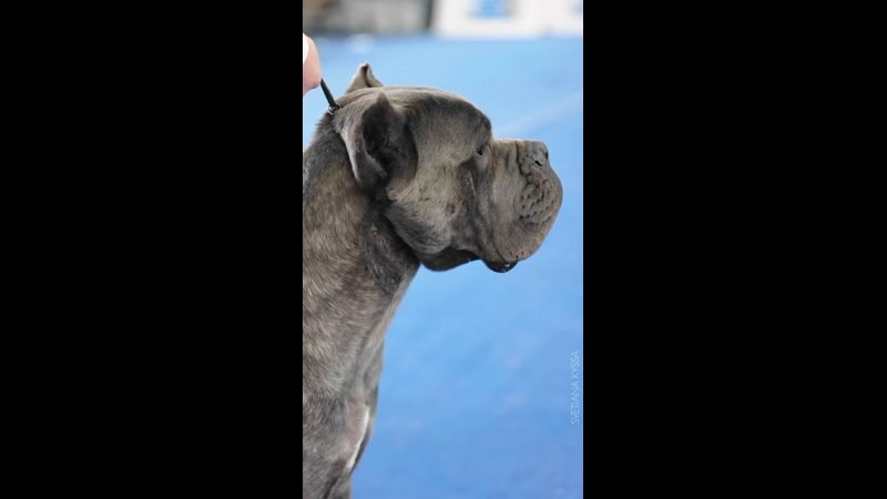 Видео. Фотограф — анималист Светлана Кысса|фотограф собак в Краснодаре и Нижнем Новгороде