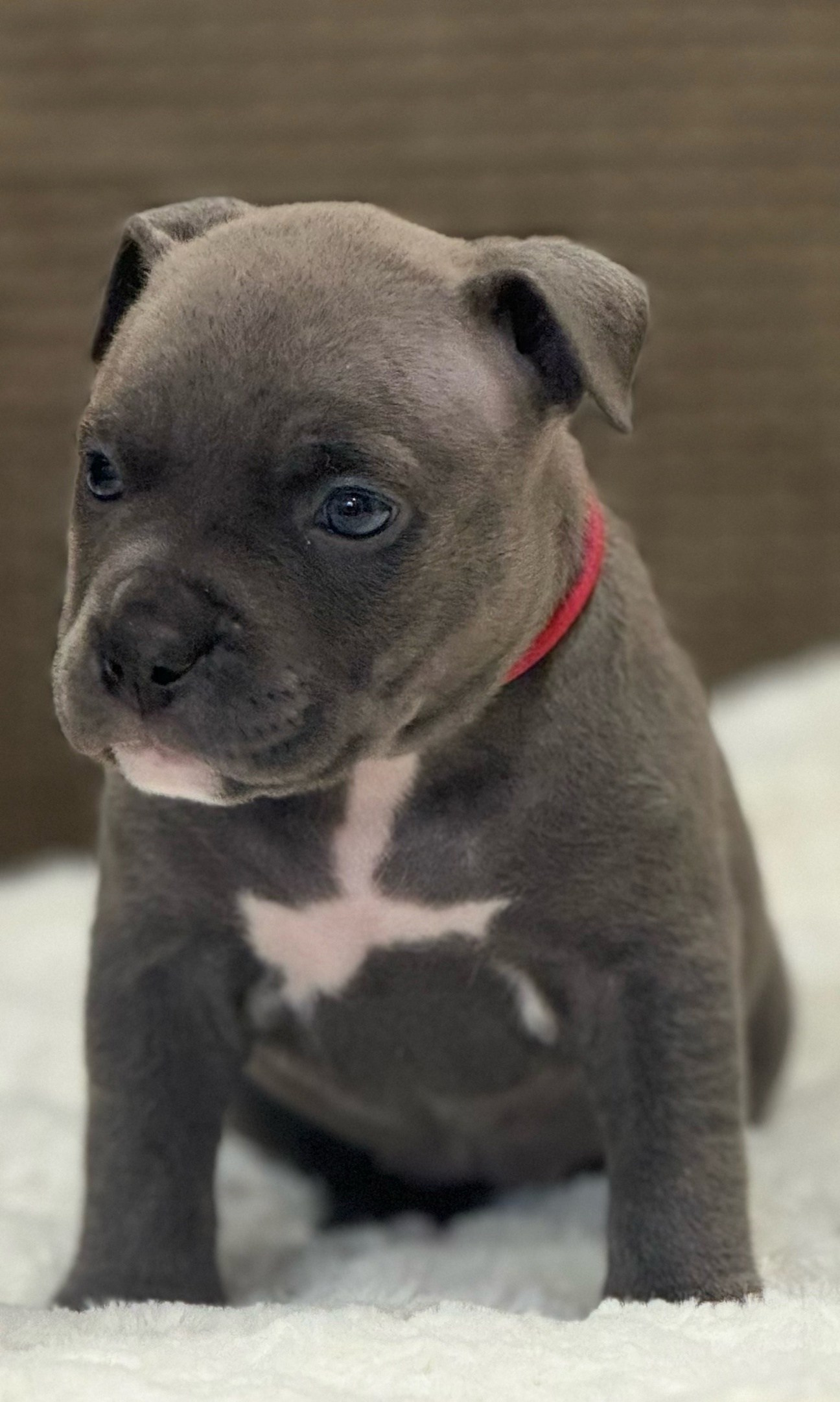 официальный питомник American Bully в Иркутске 