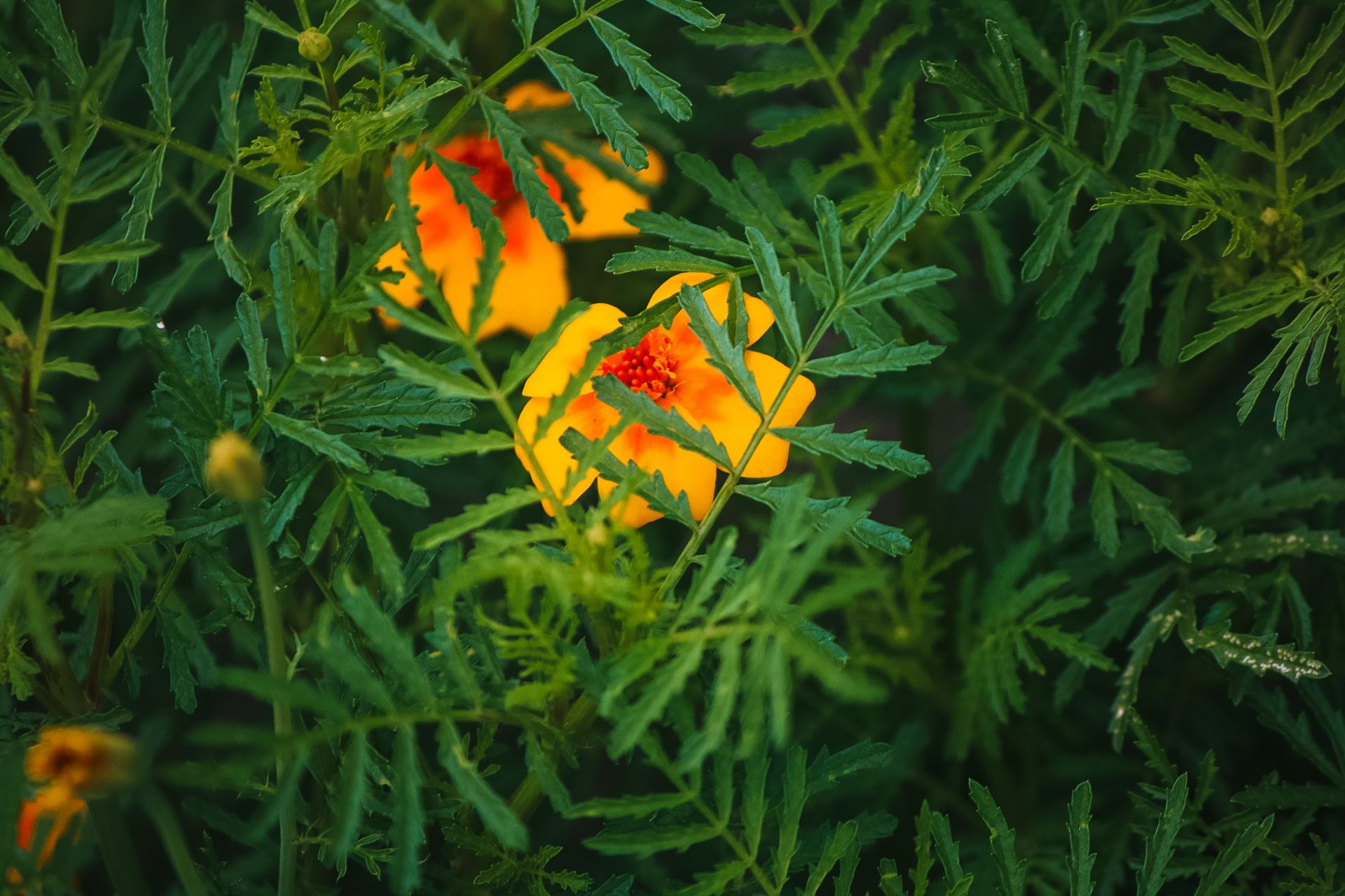 Danna Dark. Фотограф | Красноярск