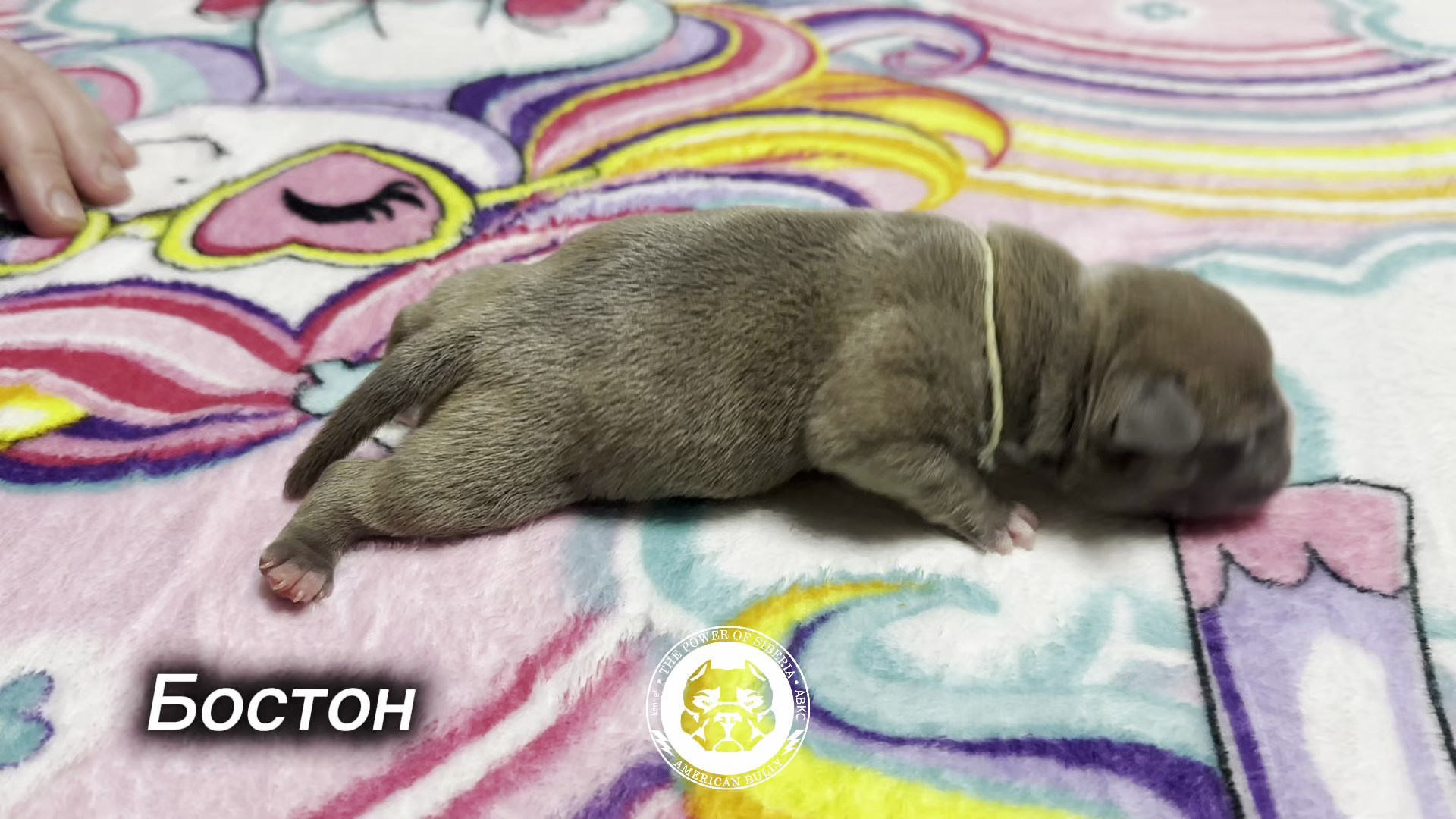 Все свободные щенки. Американский Булли в г. Ростов-на-Дону. Питомник THE POWER OF SIBERIA