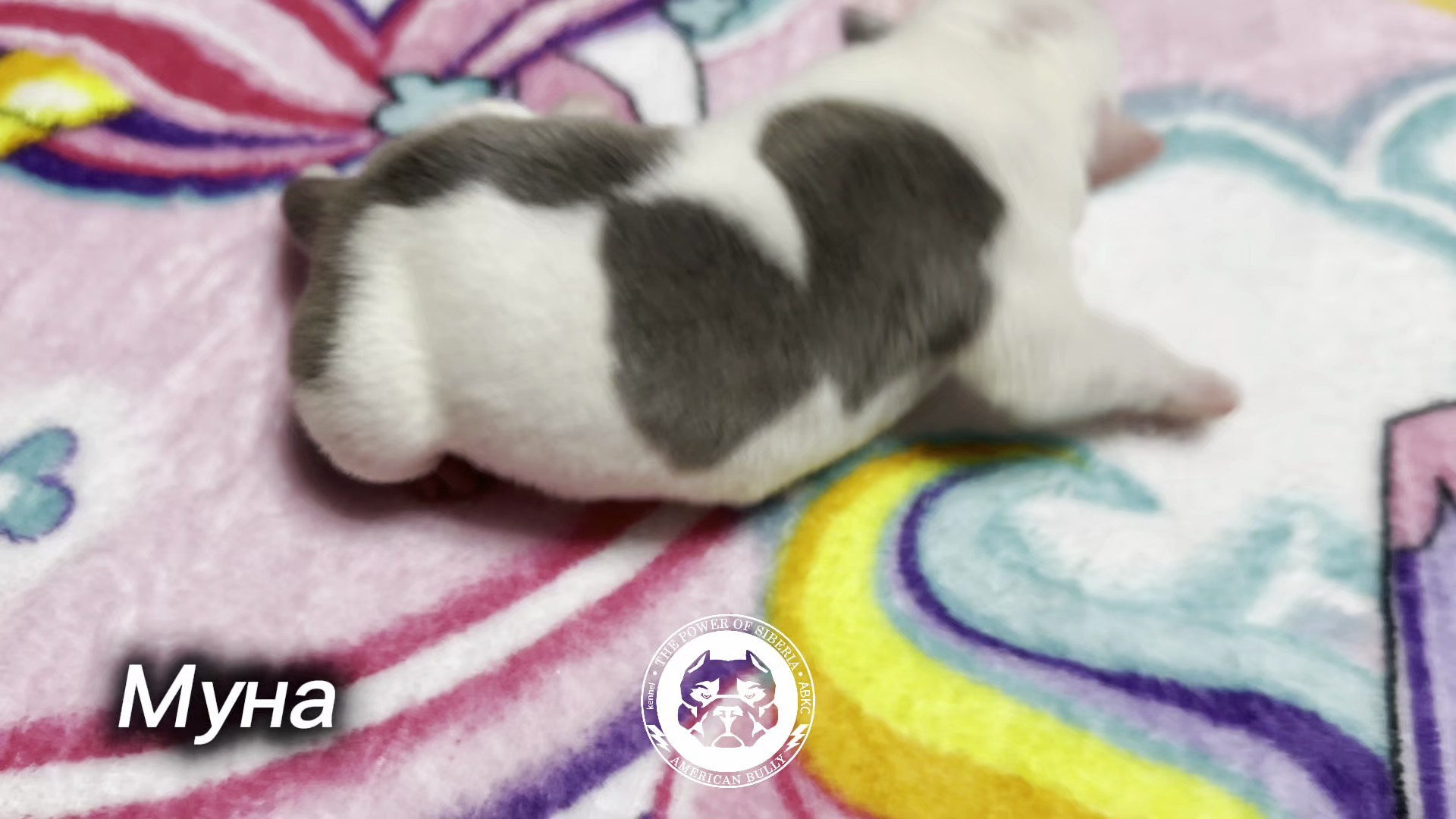 Свободные щенки «Стандарт». Американский Булли в г. Ростов-на-Дону. Питомник THE POWER OF SIBERIA