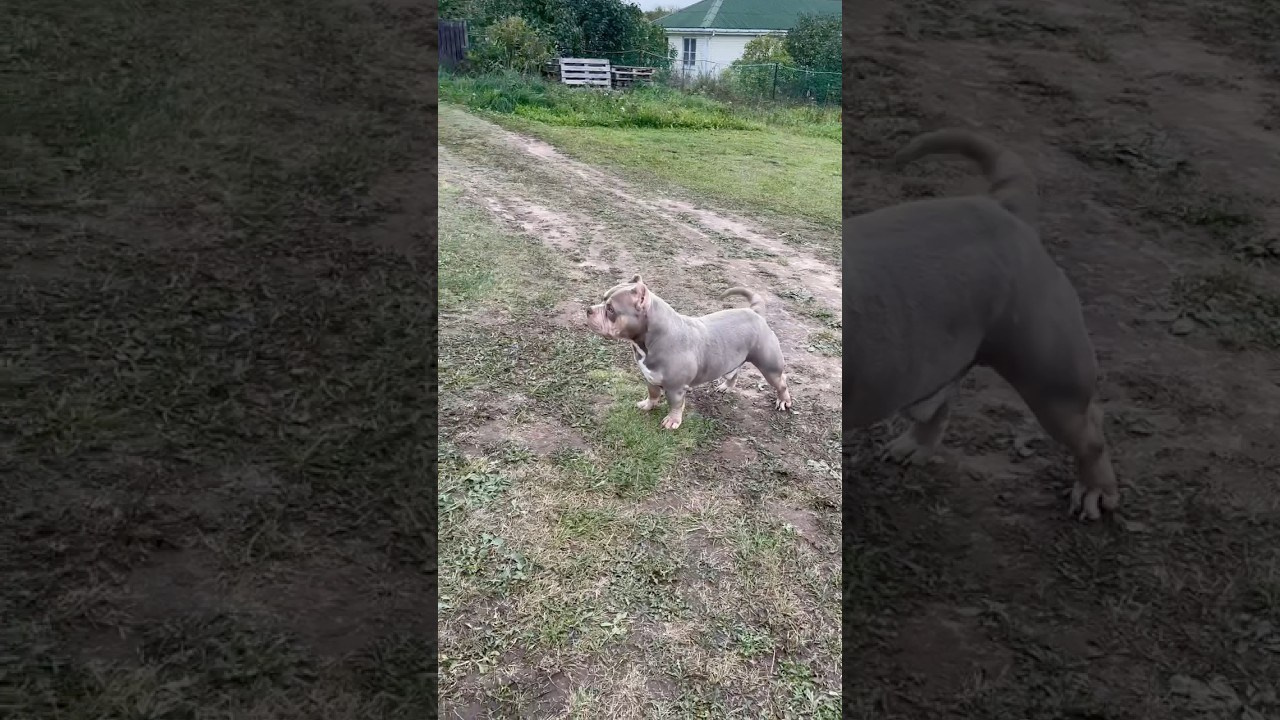 Stark. Питомник американских булли Bounty Pride Bully