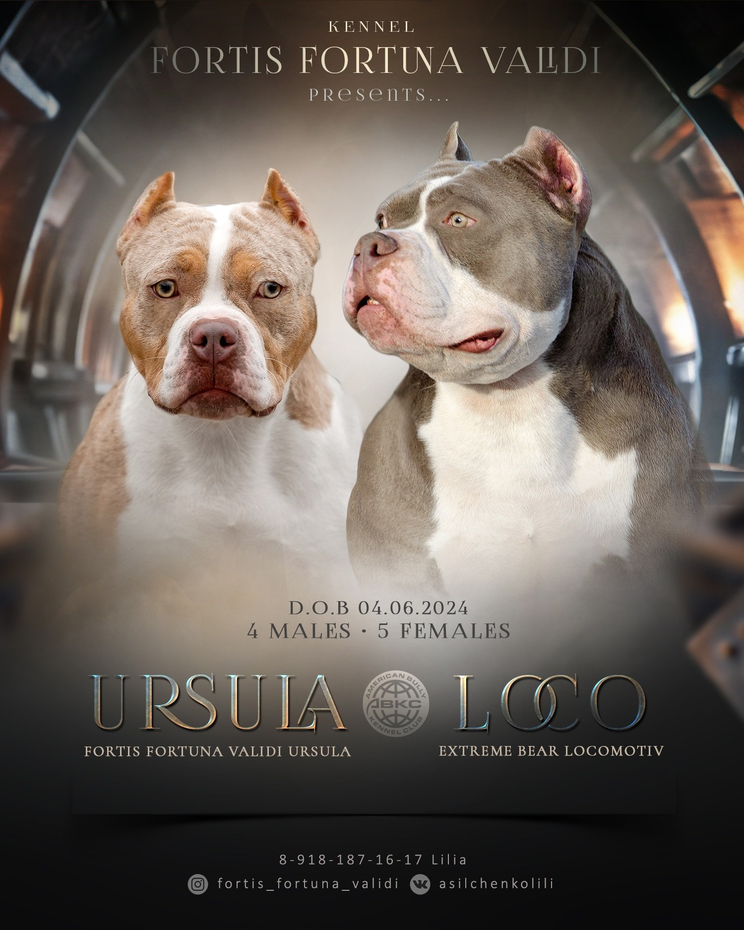 URSULA и LOCOMOTIV, презентация американских булли 