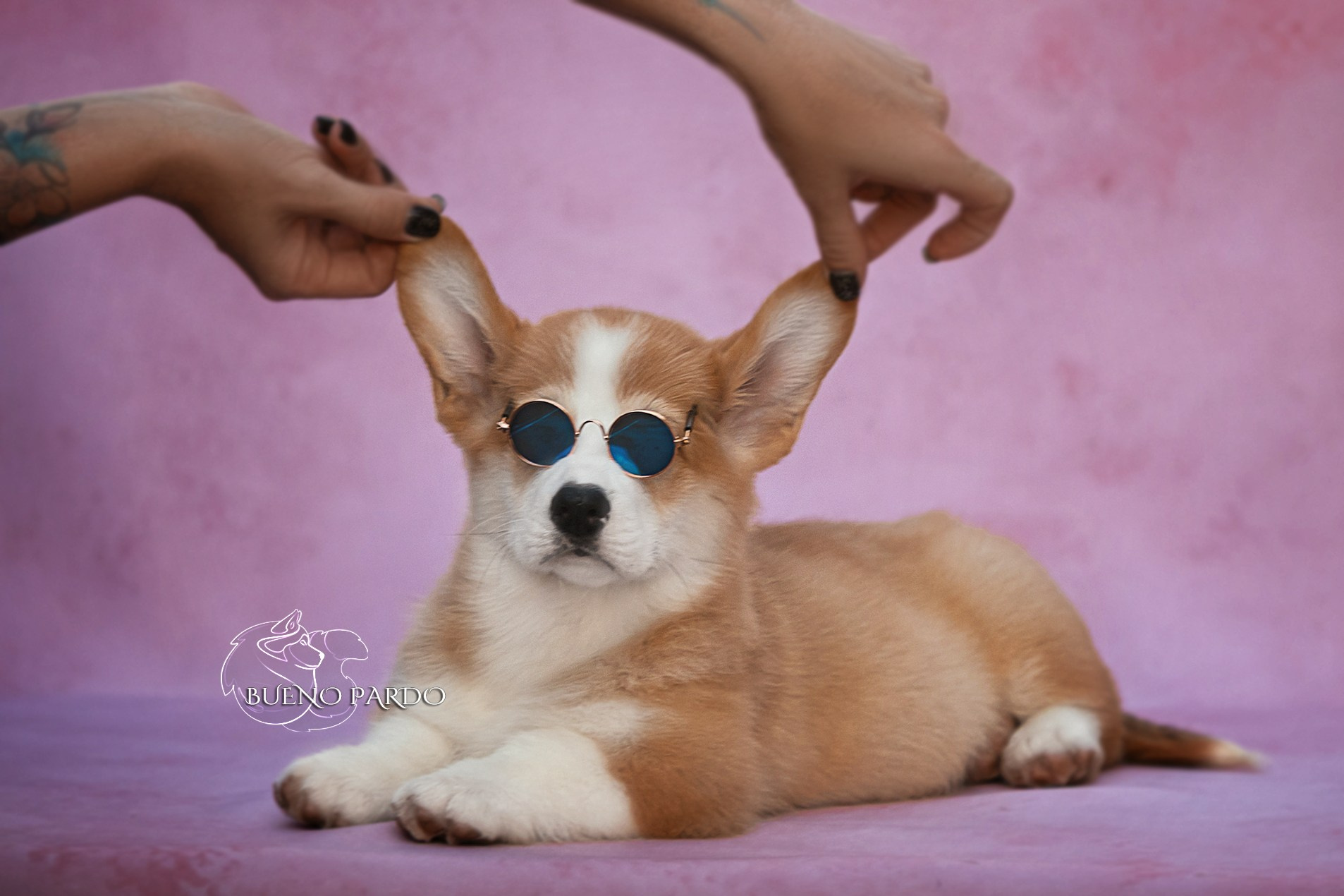 Щенки вельш корги пемброк из питомника. Питомник собак Акита, Хаски, Корги