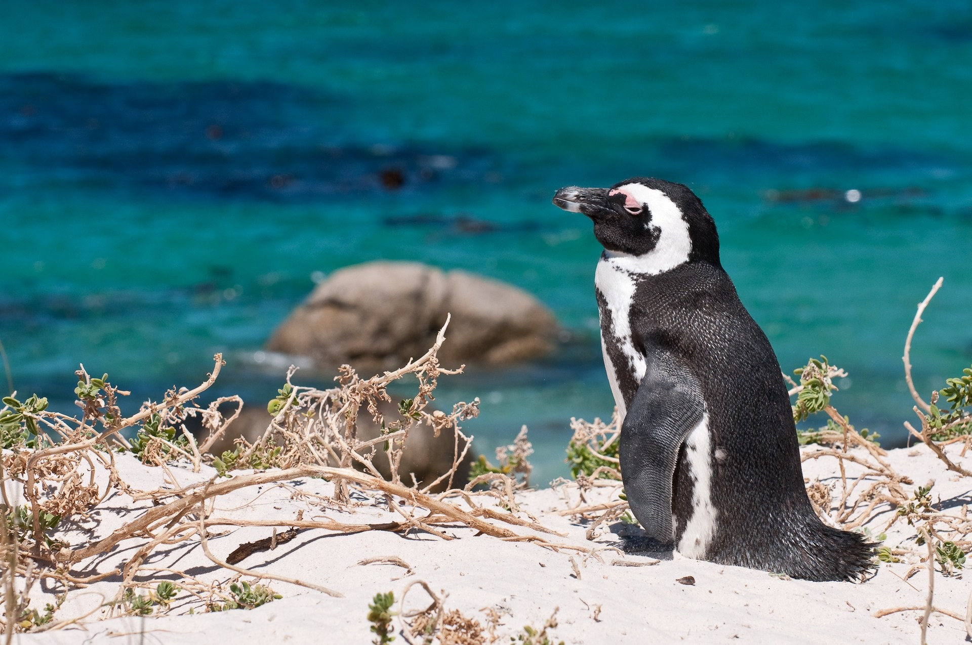Cape Point. Фотограф Лара Кучина