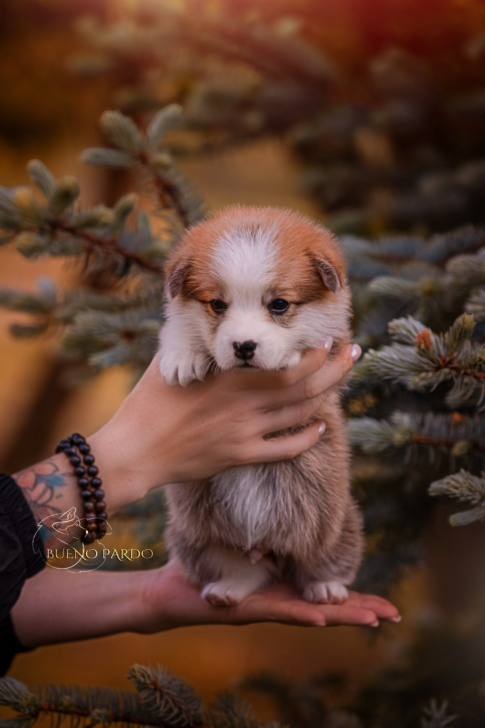 Щенки вельш корги пемброк из питомника. Питомник собак Акита, Хаски, Корги