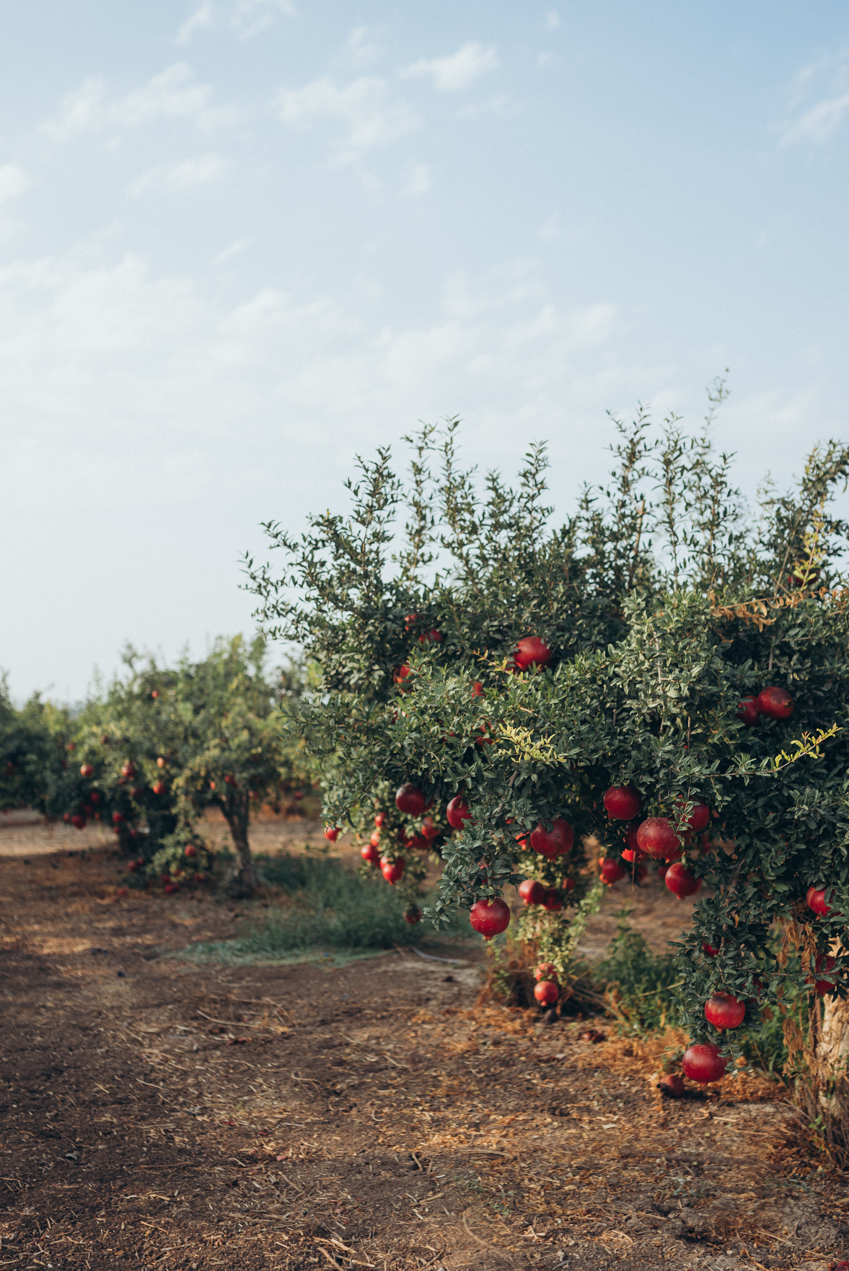 Отзывы. Family photographer in Israel | Alesya Superfin