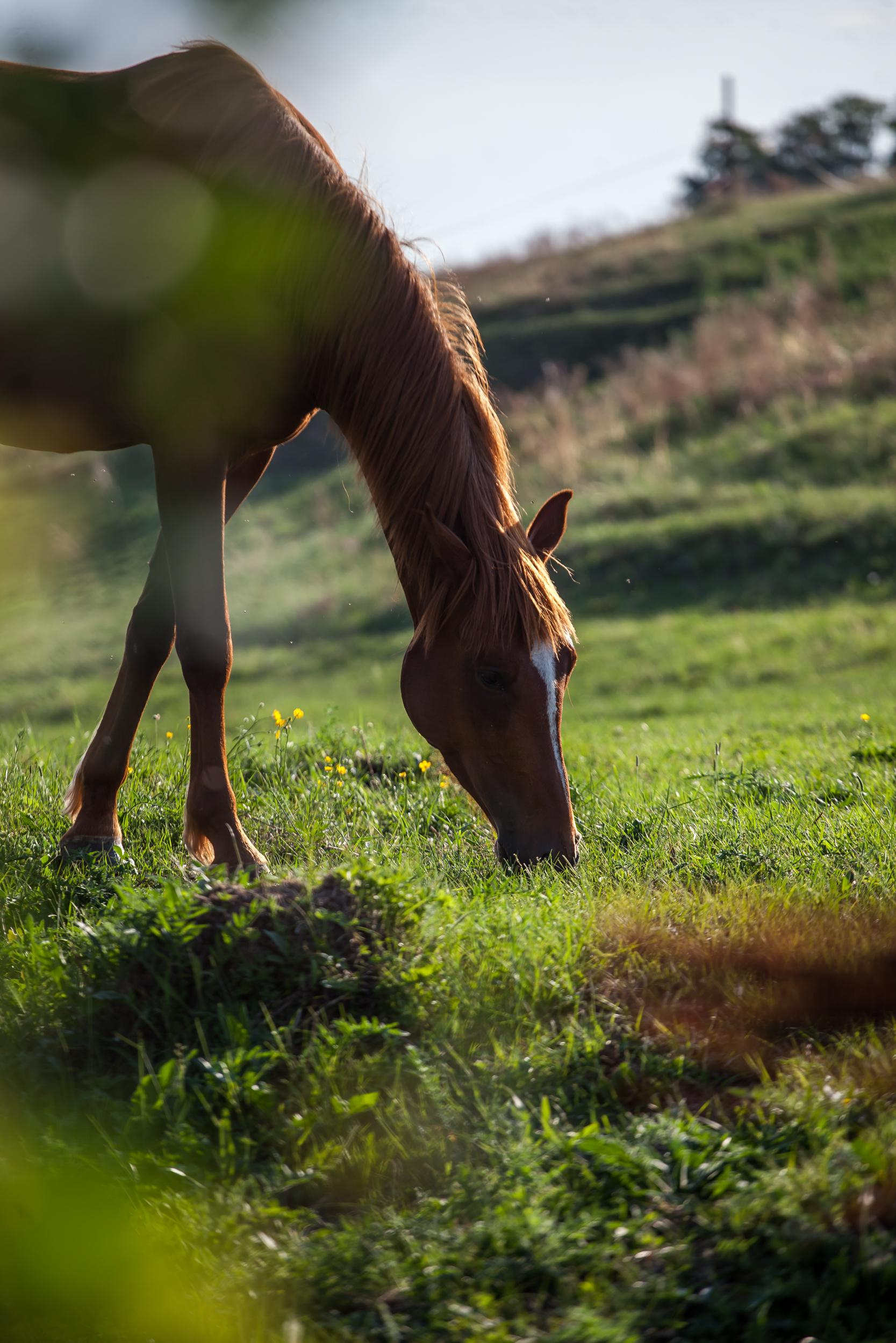 Свободная ипповенция. «Свет внутри»