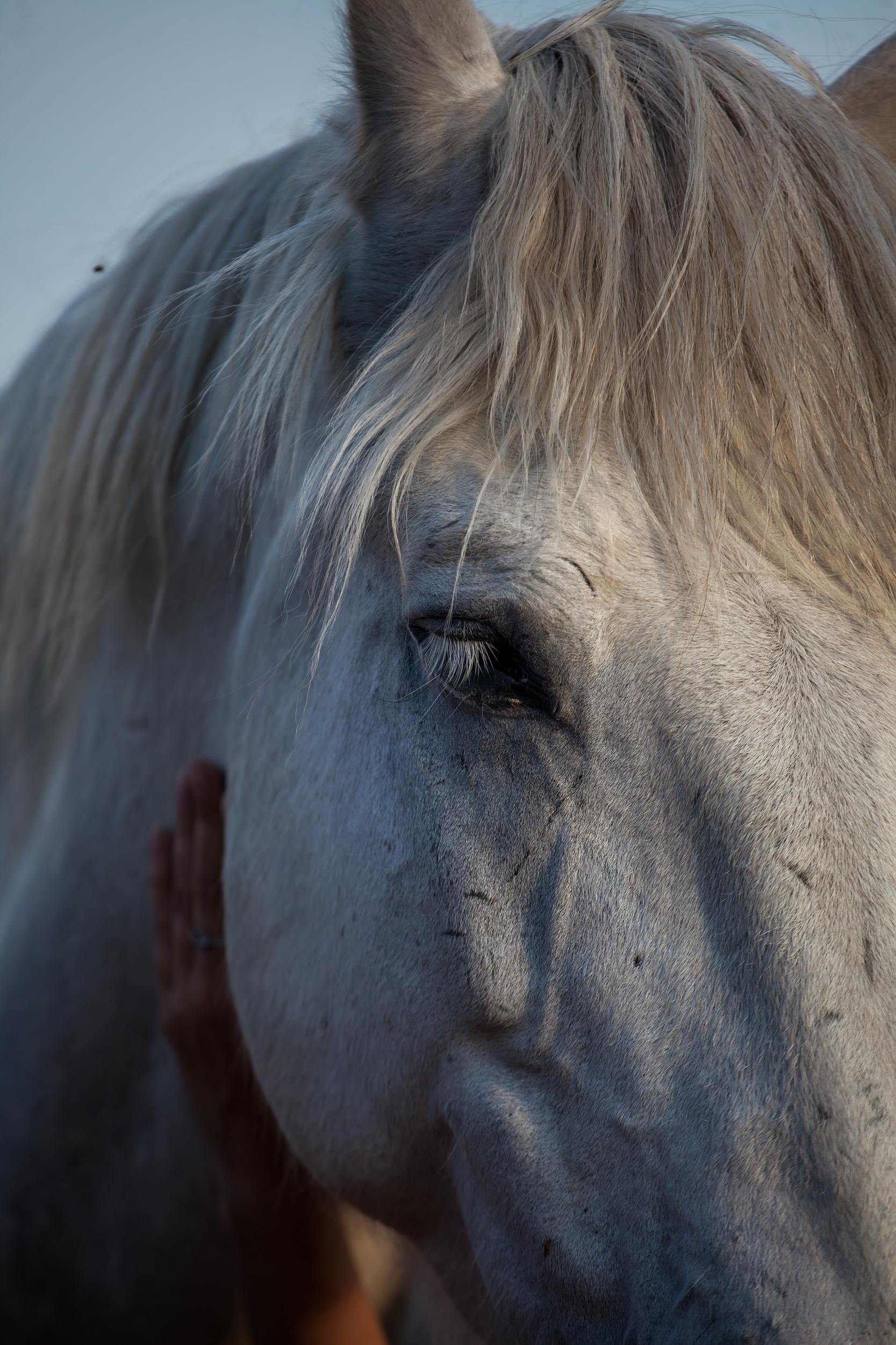 Свободная ипповенция. «Свет внутри»