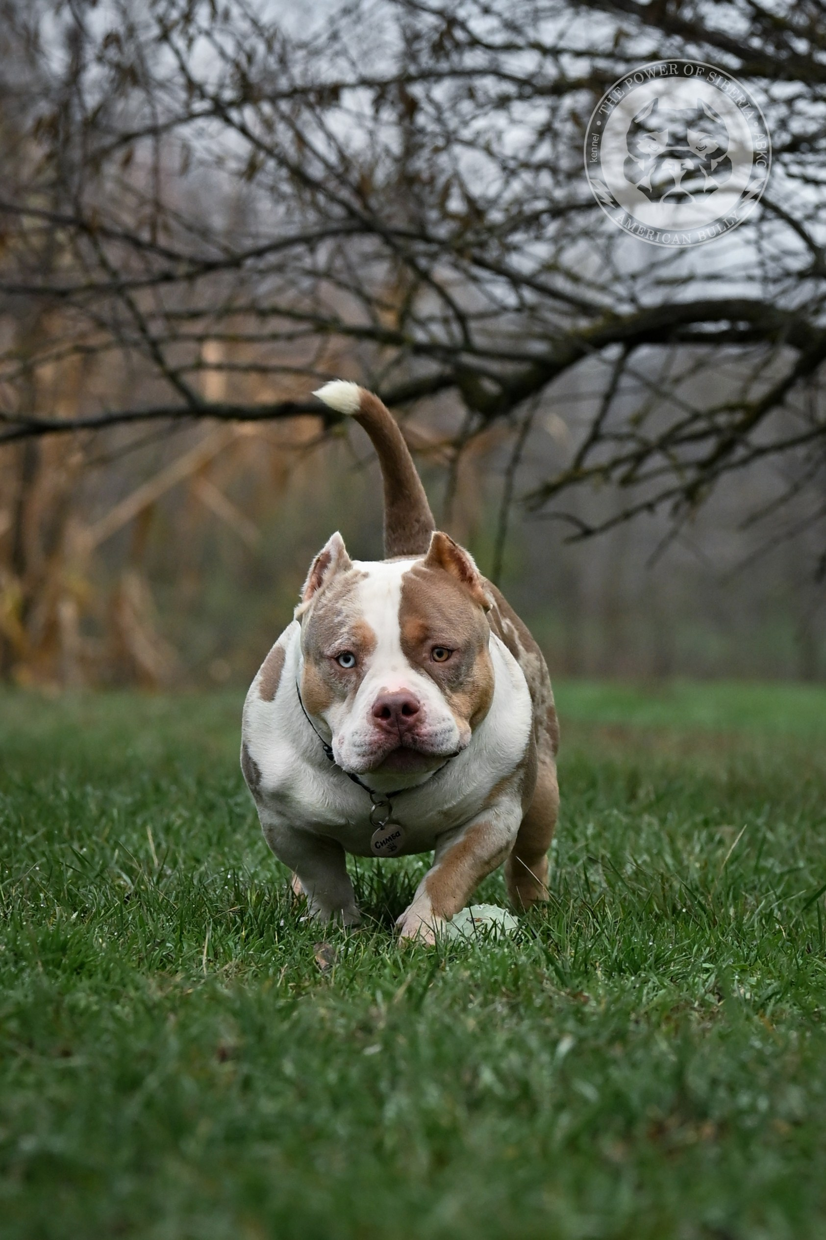 THE POWER OF SIBERIA SIMBA. Американский Булли в г. Ростов-на-Дону. Питомник THE POWER OF SIBERIA