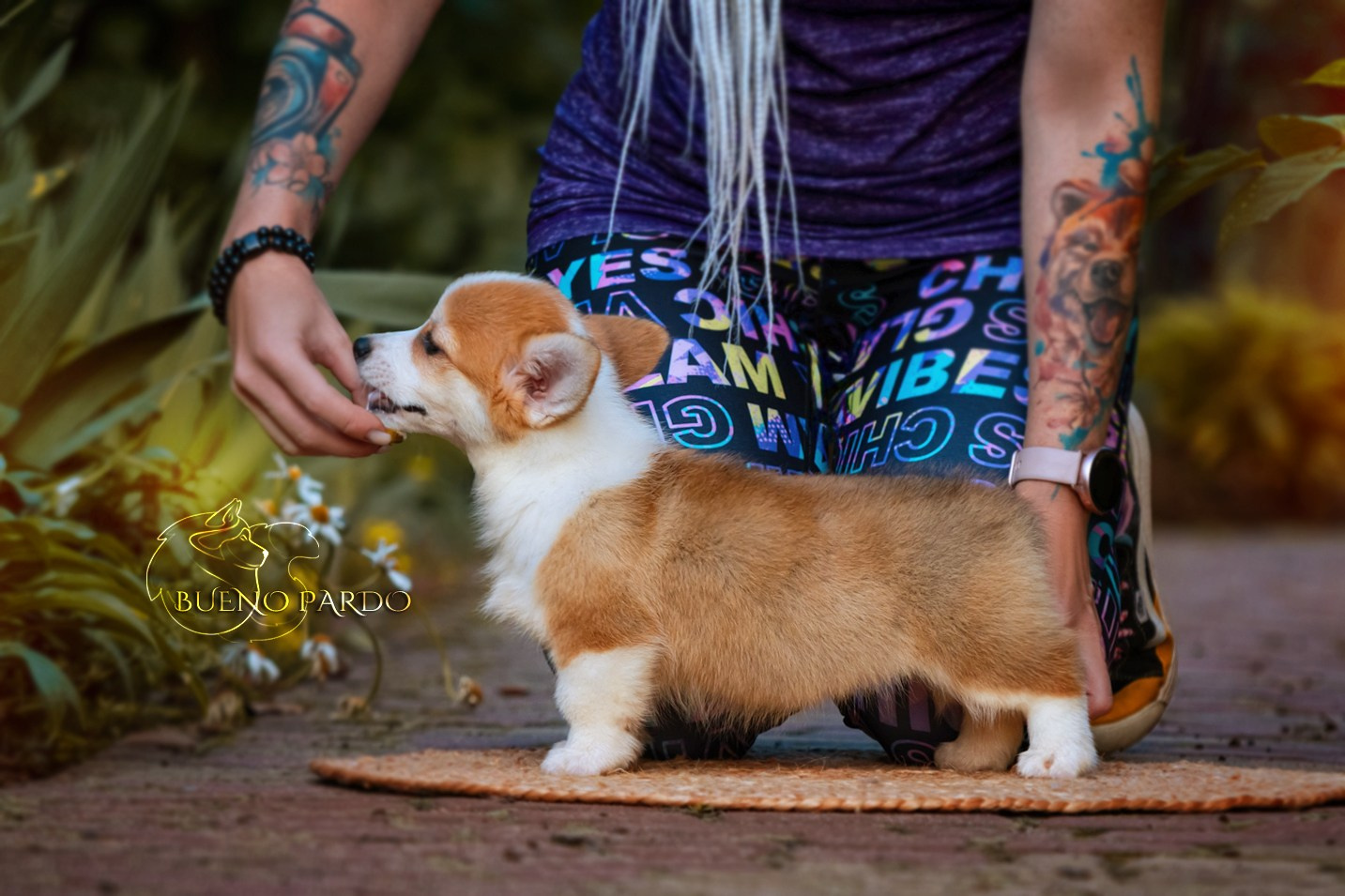 Щенки вельш корги пемброк из питомника. Питомник собак Акита, Хаски, Корги