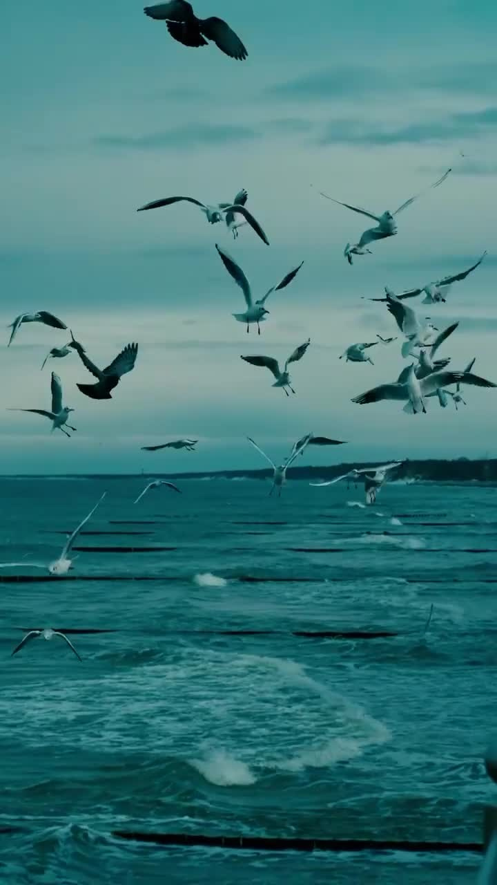 Видеосъемка. Владимир Репин Фотограф Санкт-Петербург