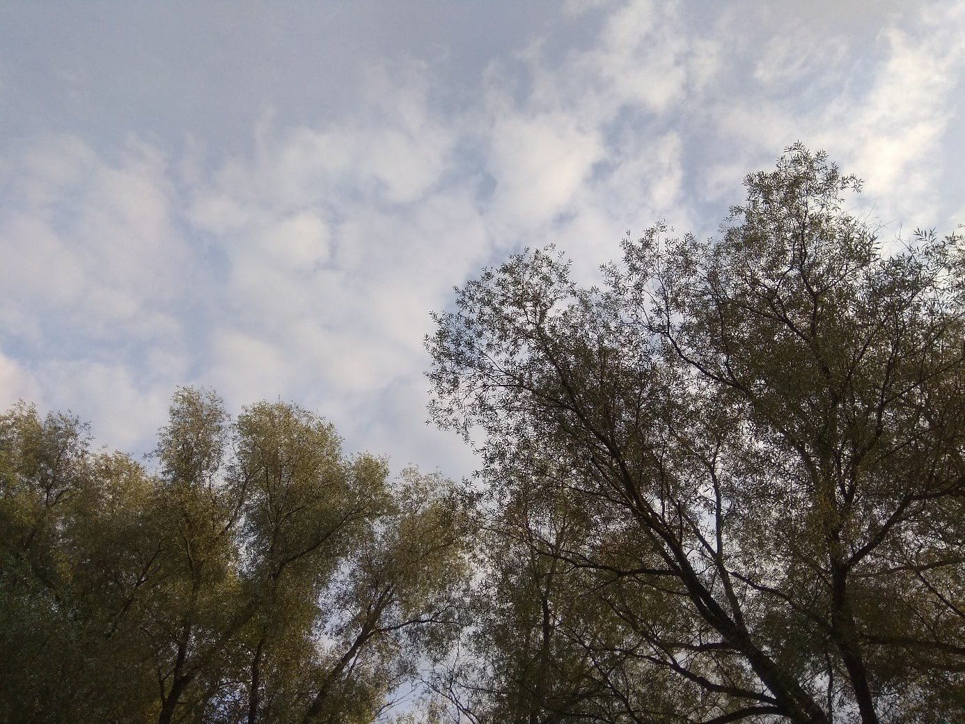 Шашлыки в Серебряном Бору | 12.09.2020. Галерея Фантим