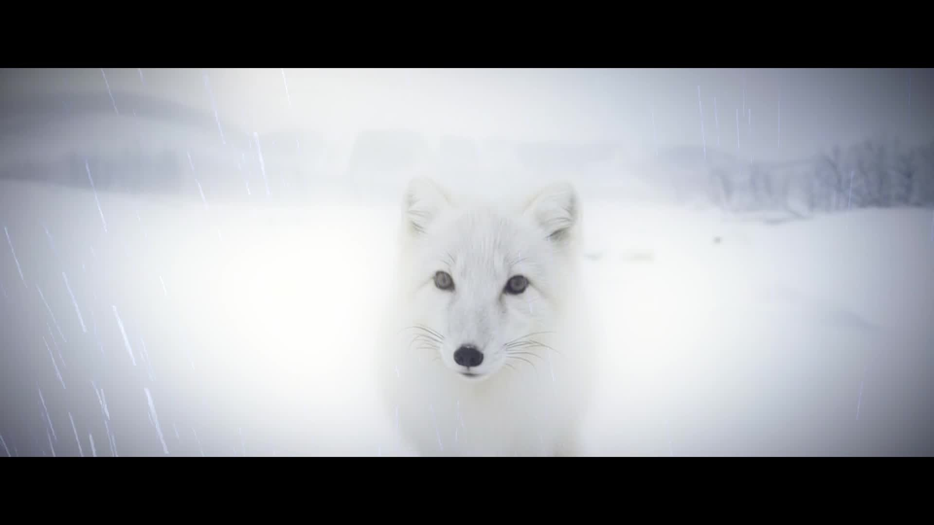 Искусственный интеллект в видеосъемке – инновационные решения. Видеосъемка Краснодар / Видеограф Богдан FrameHunter