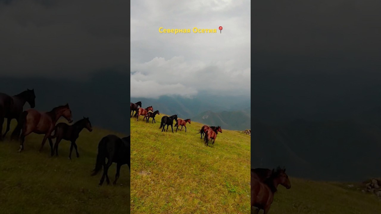 Film. Фотограф и видеограф Елена Хмелевская