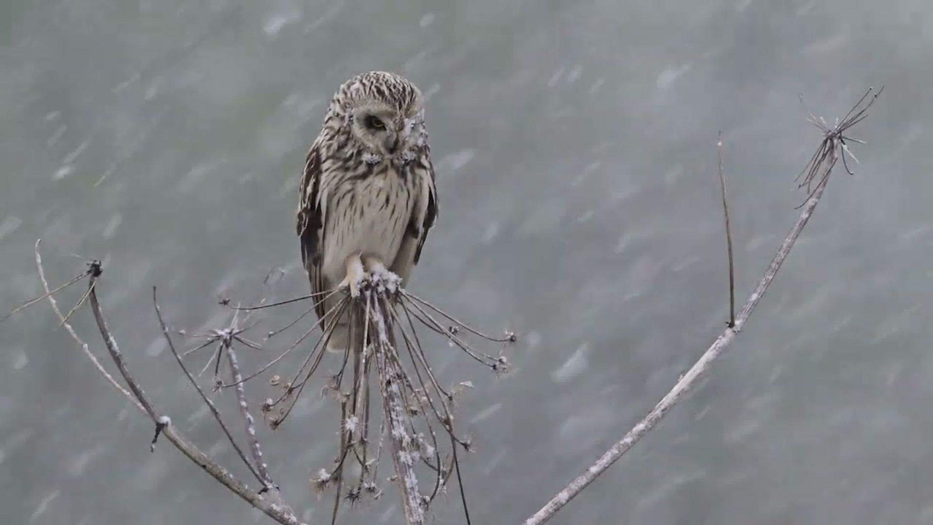 Short eared owl. Wildlife photography by Sergey Puponin