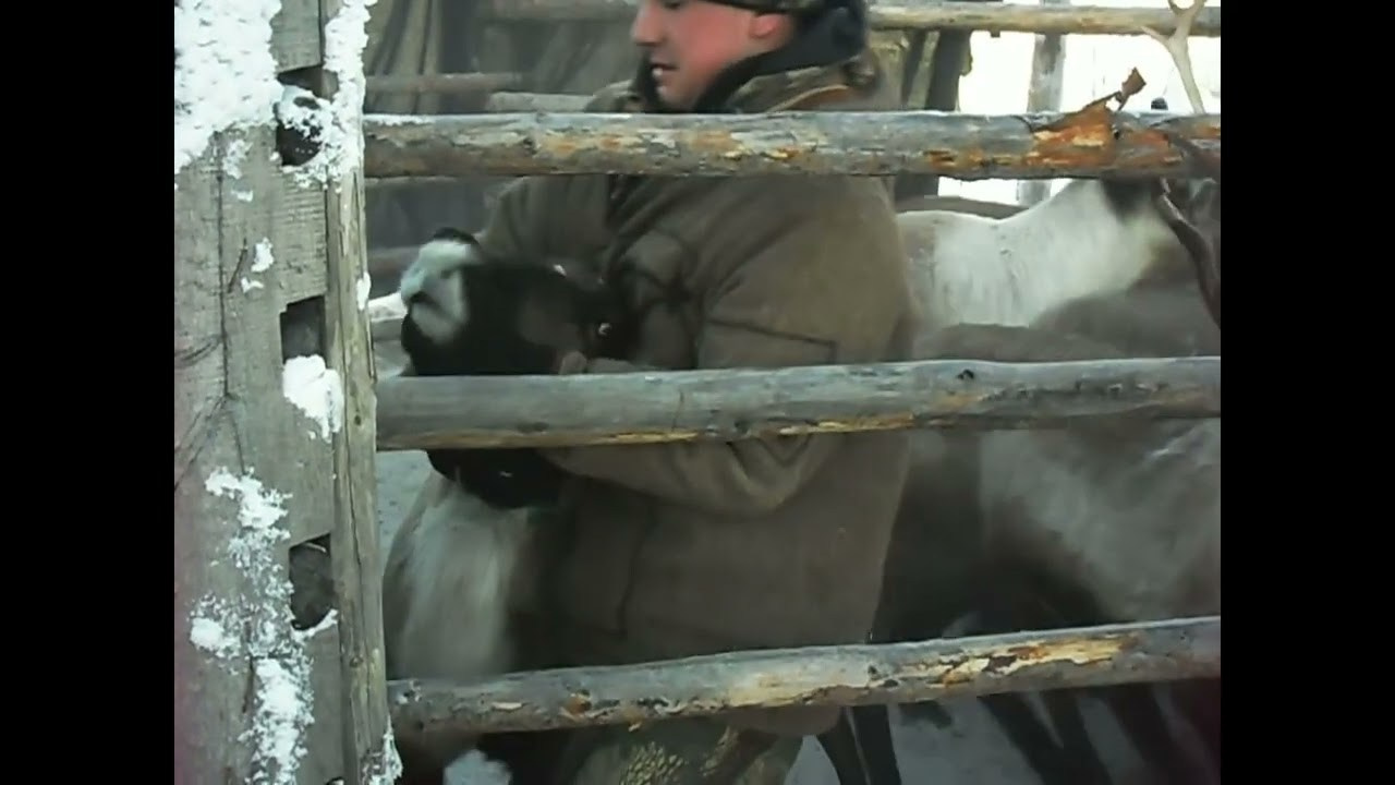 Сказка Саами, 2021. Каати Пуолакайнен