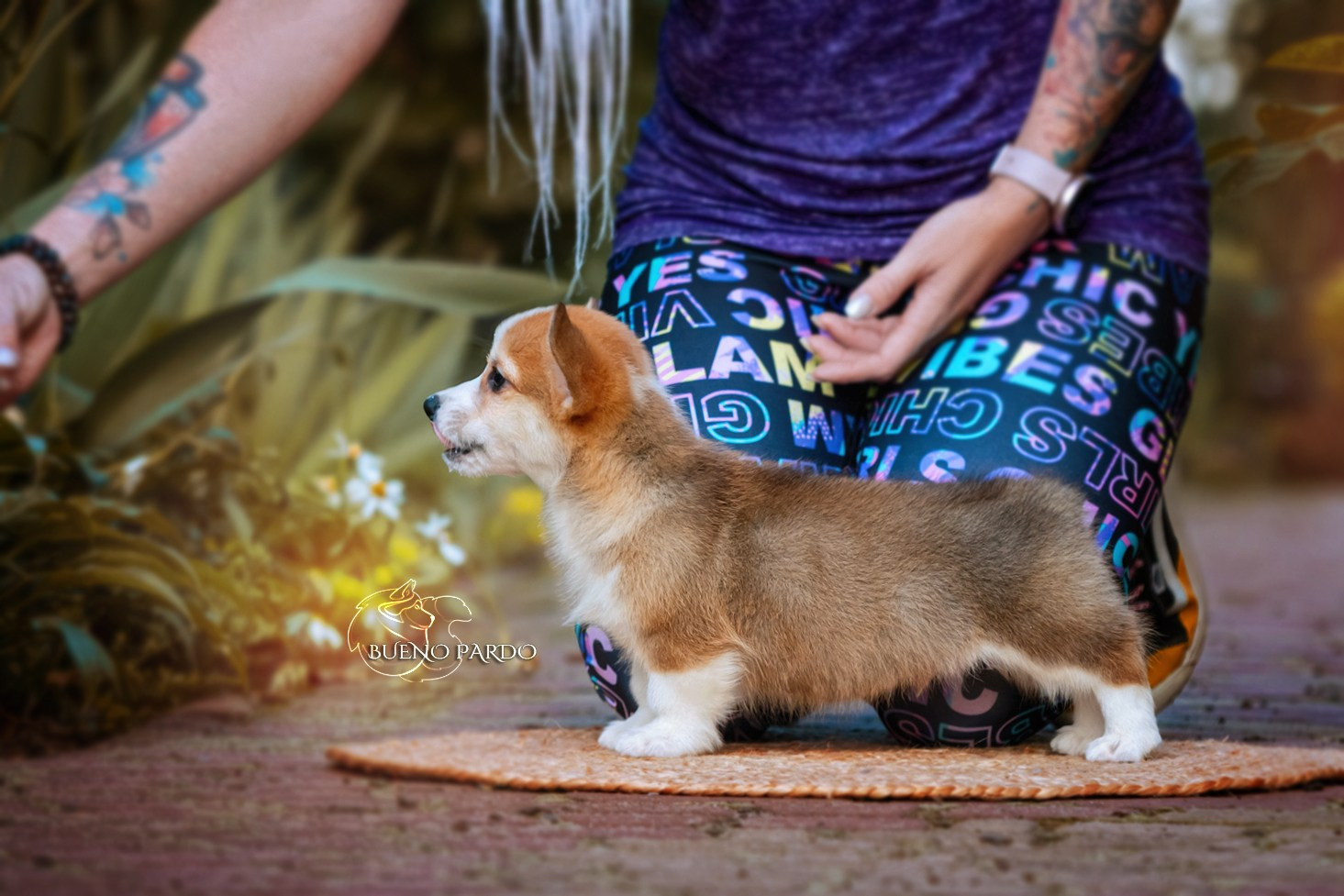 Щенки вельш корги пемброк из питомника. Питомник собак Акита, Хаски, Корги