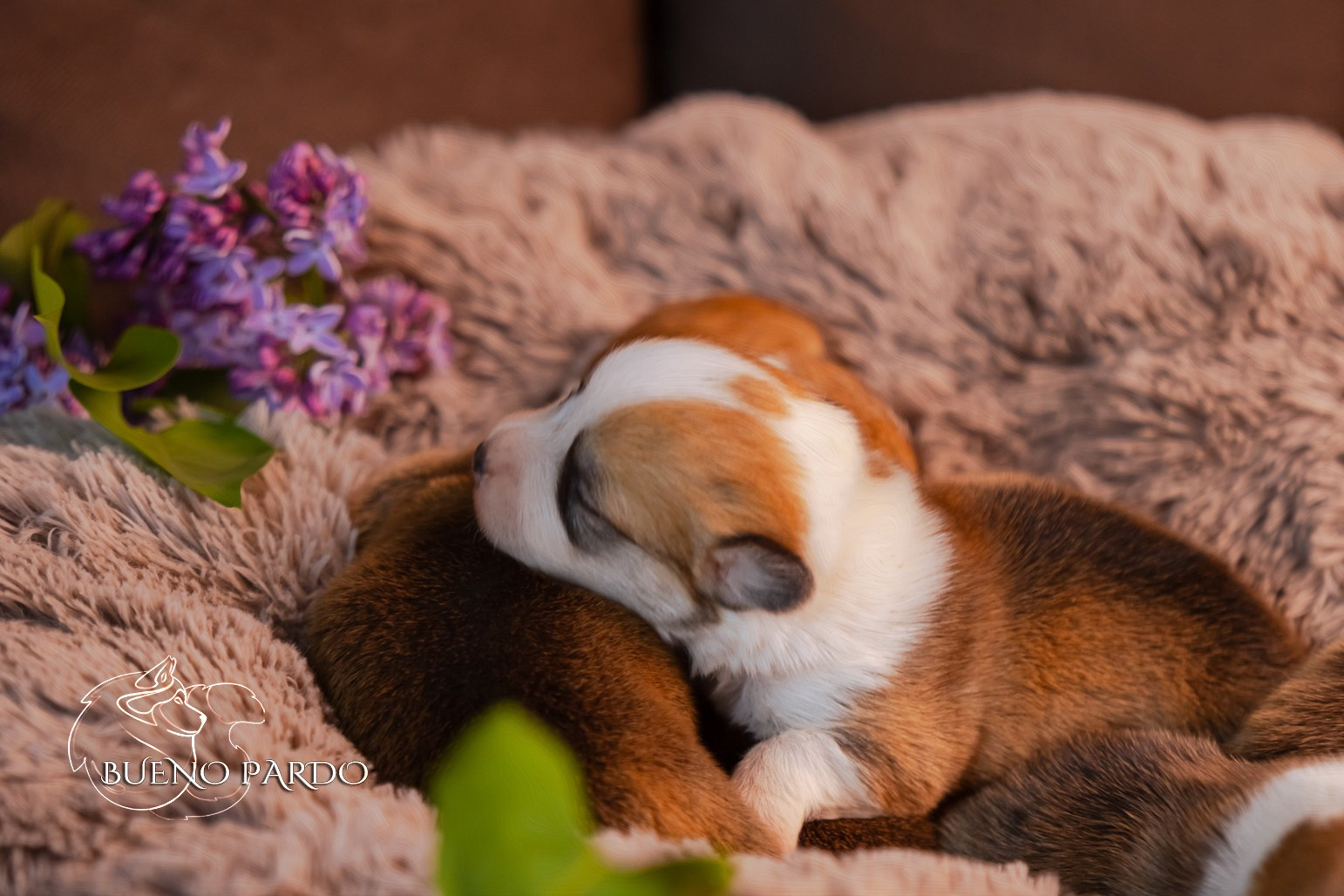 Щенки вельш корги пемброк из питомника. Питомник собак Акита, Хаски, Корги