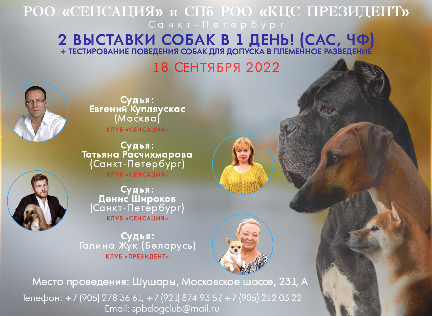 Итальянский кане корсо. Кинологический клуб РКФ РФСС СЕНСАЦИЯ