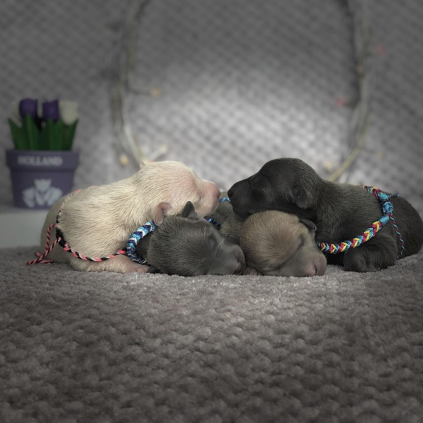 Весенние крошки. Профессиональный питомник левреток РКФ/FCI ASTI SAPPHIRE 💎 Сочи|Санкт-Петербург