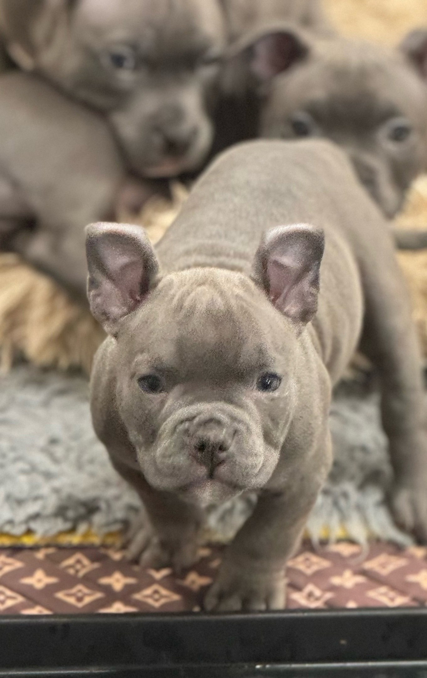 кобель на вязку American Bully в Екатеринбурге