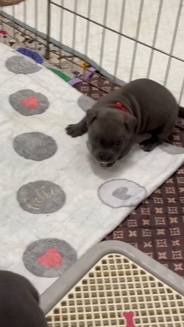 Дети Тайсона. ПИТОМНИК СОБАК ПОРОДЫ АМЕРИКАНСКИЙ БУЛЛИ