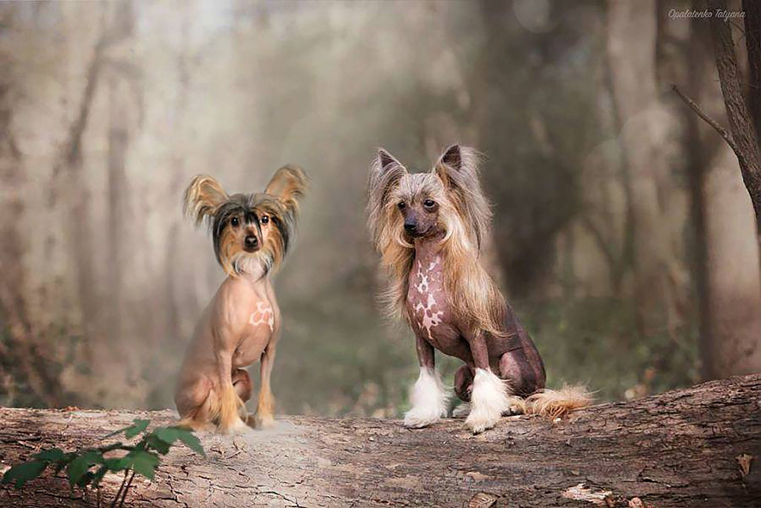 Litter C. Chinese Crested Dog Kennel Poale Ell