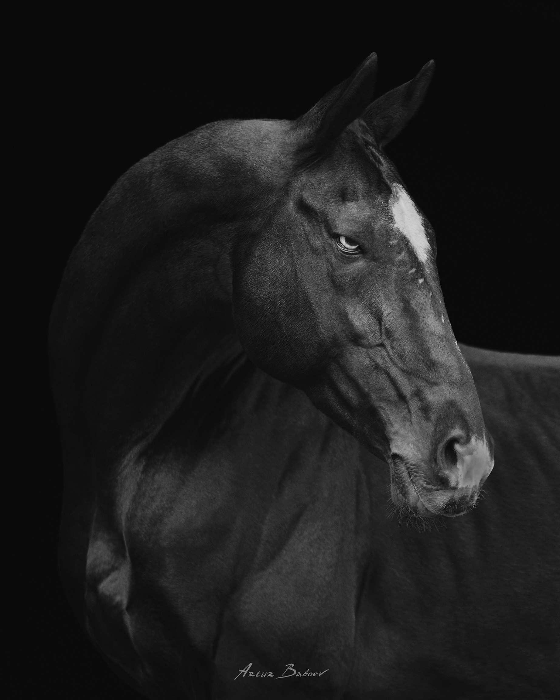 Art photos of horses — ARTUR BABOEV | Photographer