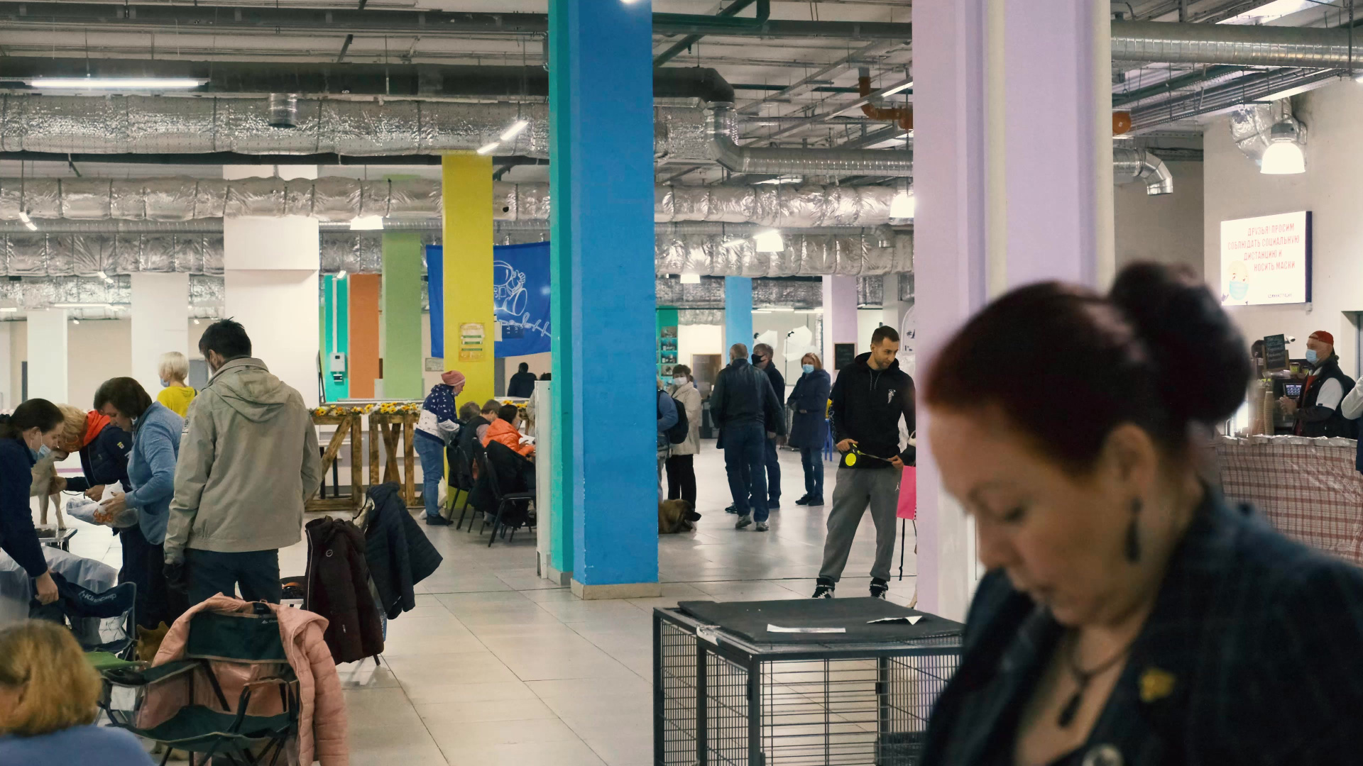 Честер — Юный Чемпион России. Питомник китайских хохлатых собак Poale Ell: купить щенка