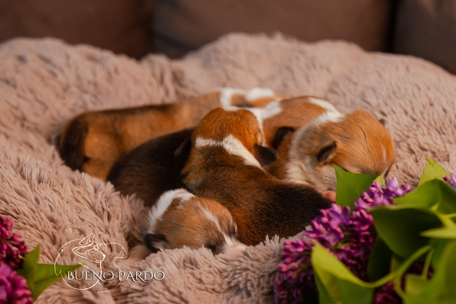 Щенки вельш корги пемброк из питомника. Питомник собак Акита, Хаски, Корги