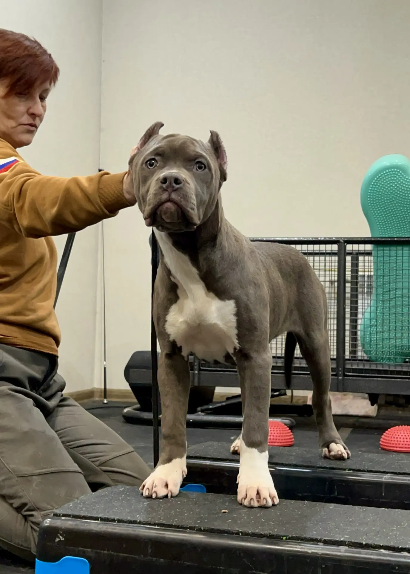 Hunter&Queenie, 10.09.25. Американские булли XL в г. Калининград. Питомник Great Bully UNIVERSE