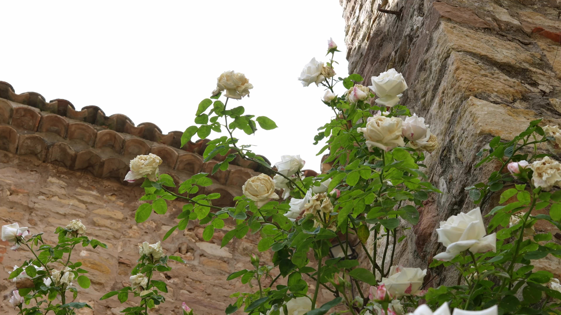 Свадебная съемка. Видеограф в Москве Мария Алыпова