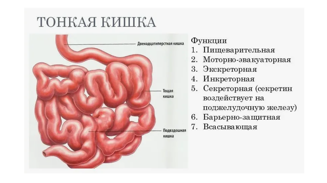 Готовые курсы приема продукции компании Сово-Сова. Сово-Сово — Омоложение и оздоровление!