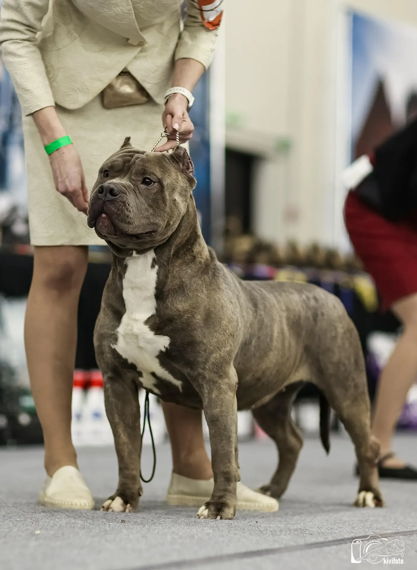 Участие в выставках. Американские булли XL в г. Калининград. Питомник Great Bully UNIVERSE