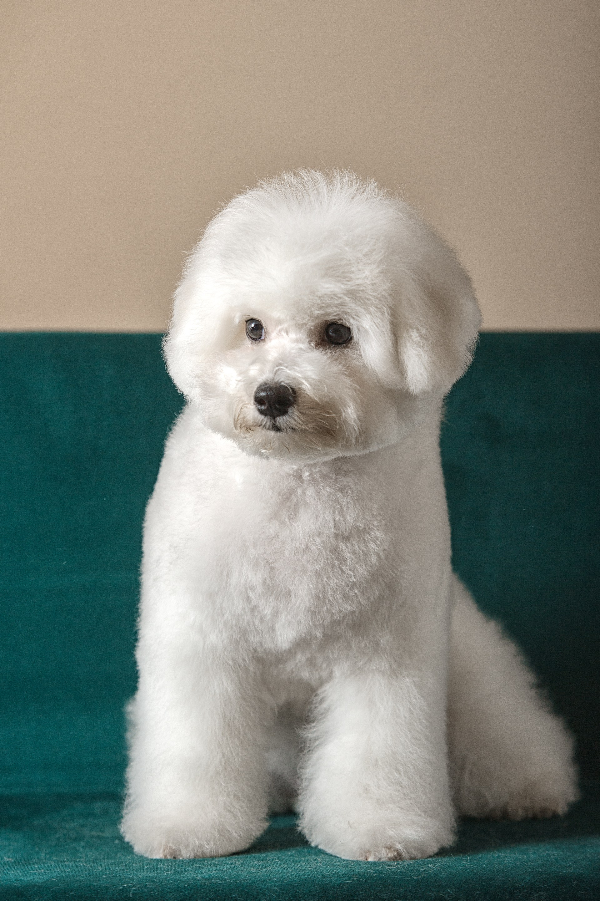 Новости. Студия груминга Валерии Кравец