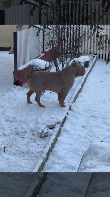 Булли стандарт кобель Зидан. ПИТОМНИК СОБАК ПОРОДЫ АМЕРИКАНСКИЙ БУЛЛИ