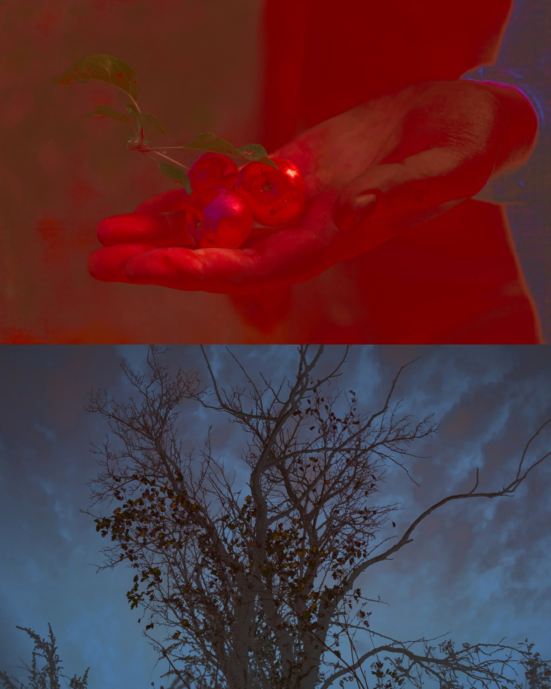 Яблоко. Катерина Малама арт-фотограф