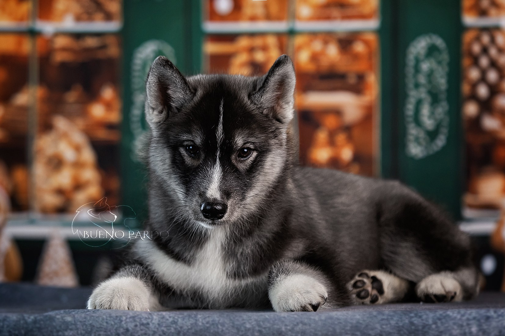 Щенки сибирского хаски из питомника. Питомник собак Акита, Хаски, Корги