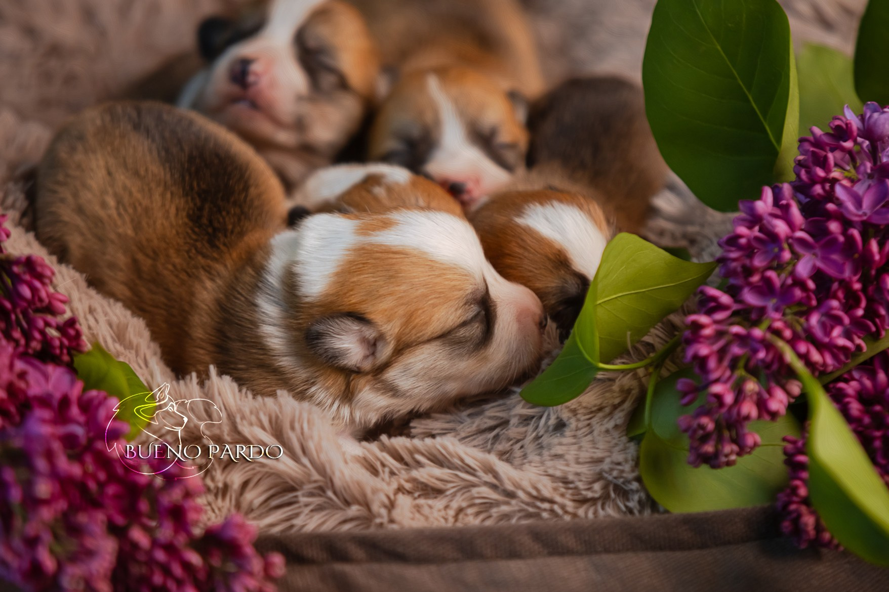 Щенки вельш корги пемброк из питомника. Питомник собак Акита, Хаски, Корги