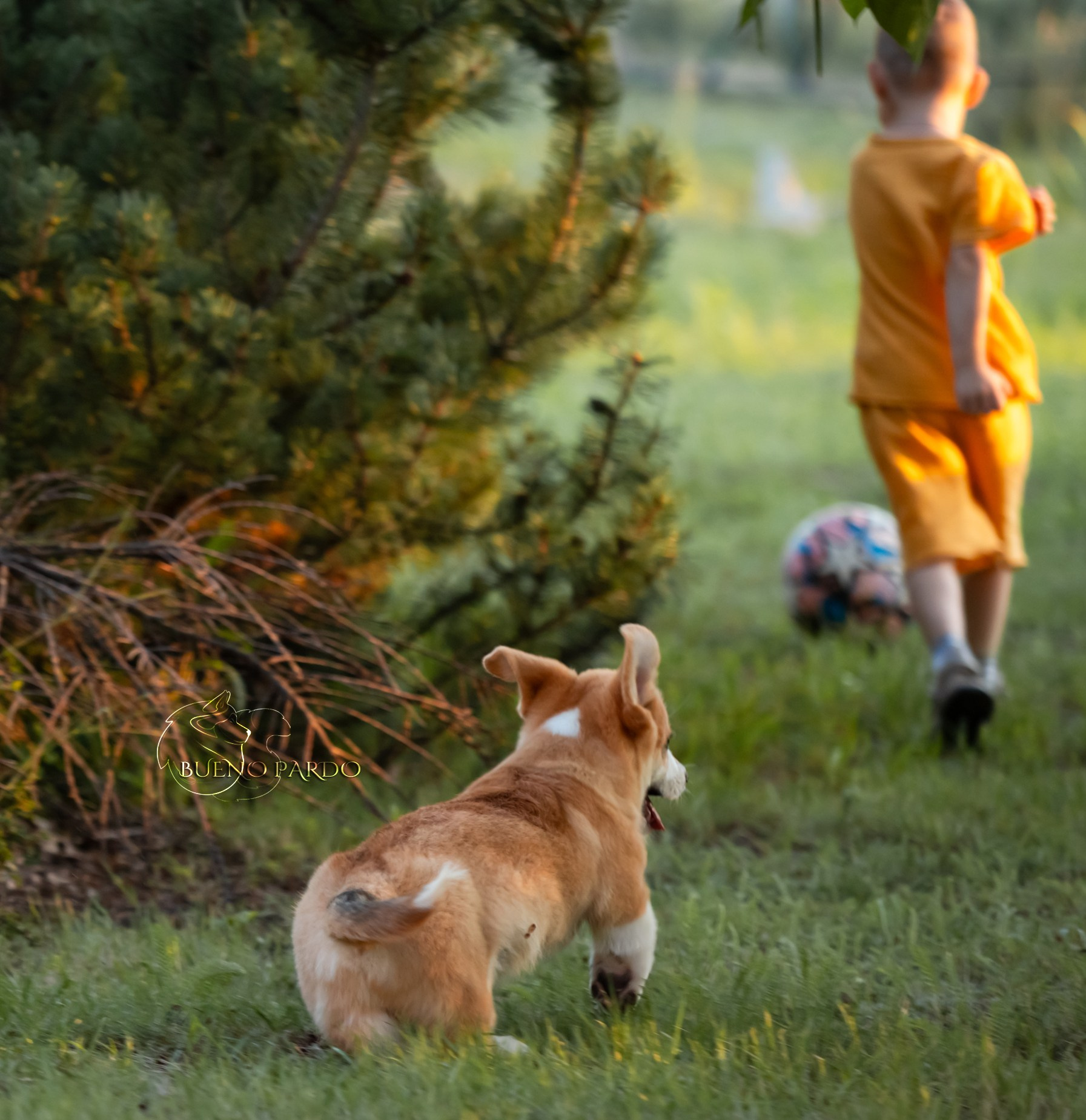 Щенки вельш корги пемброк из питомника. Питомник собак Акита, Хаски, Корги