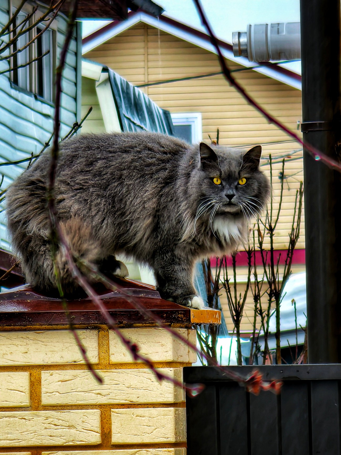 Крупный серый кот с жёлтыми глазами стоит на заборе