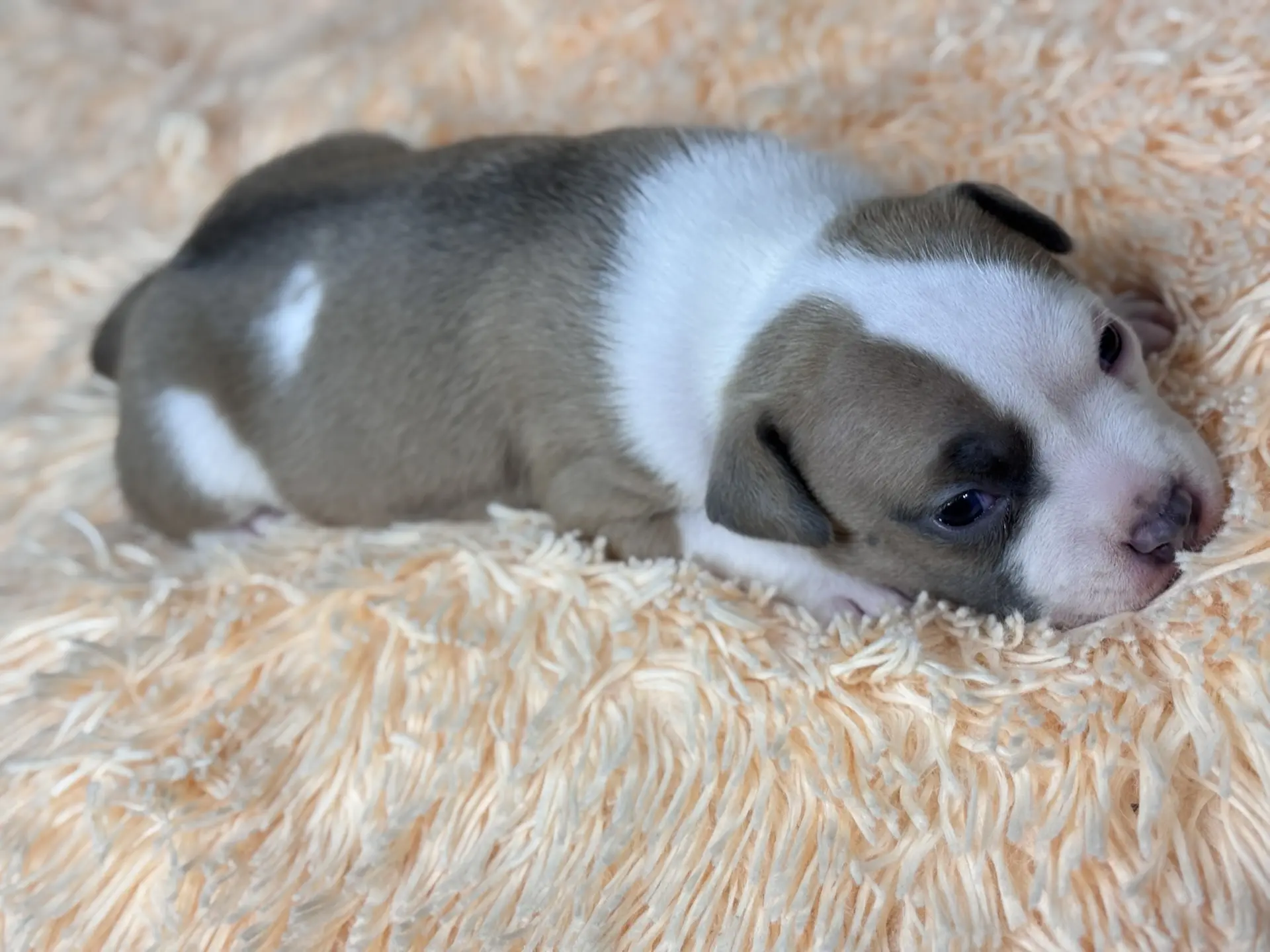 Свободные щенки Американский Булли стандарт и Свободные щенки Американский Булли классик. Американский Булли в г. Ростов-на-Дону. Питомник THE POWER OF SIBERIA