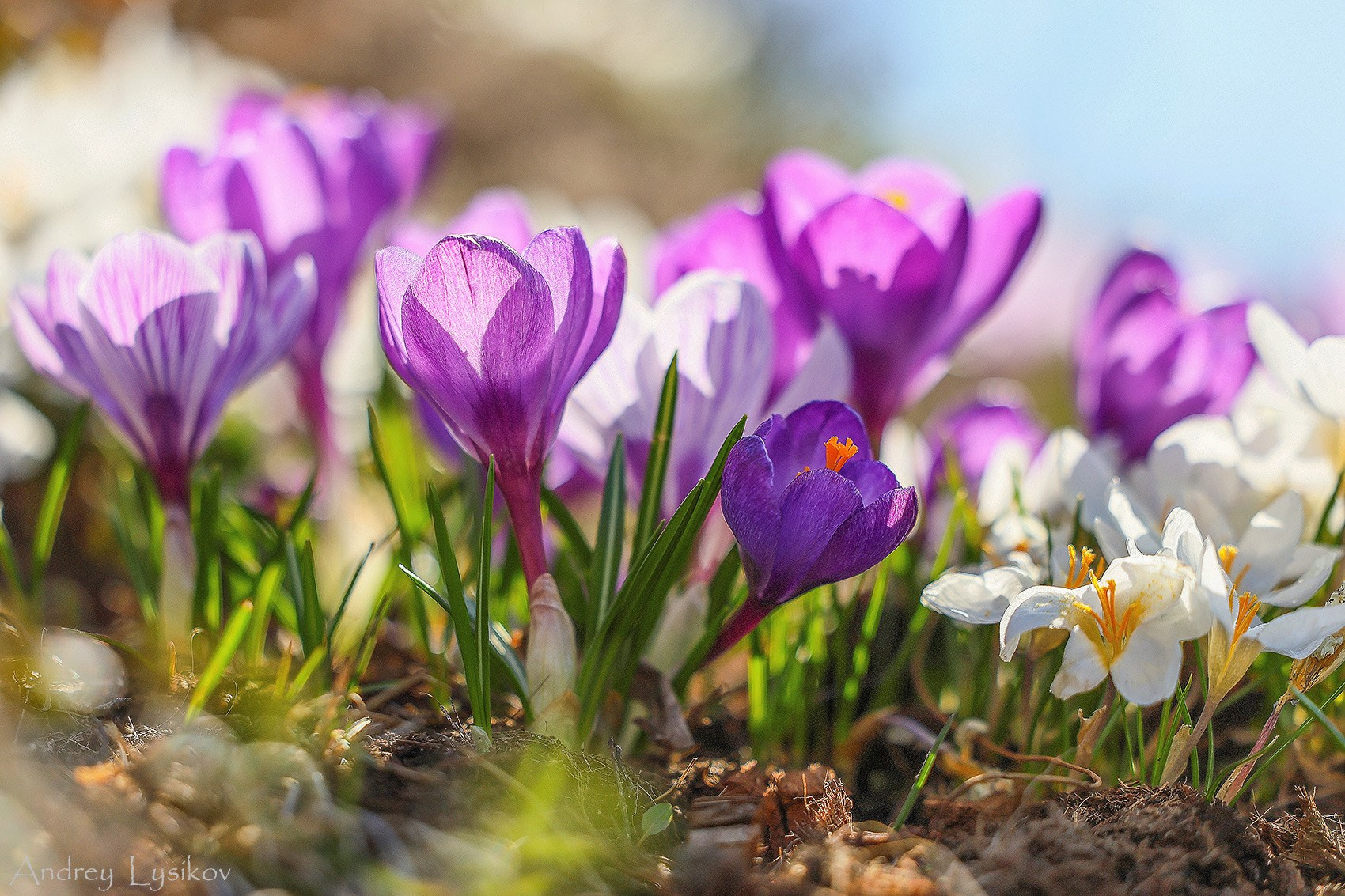 Съемка растений. Интервью для сайта садового центра «Империал Гарден». Ландшафтный фотограф Андрей Лысиков, Москва