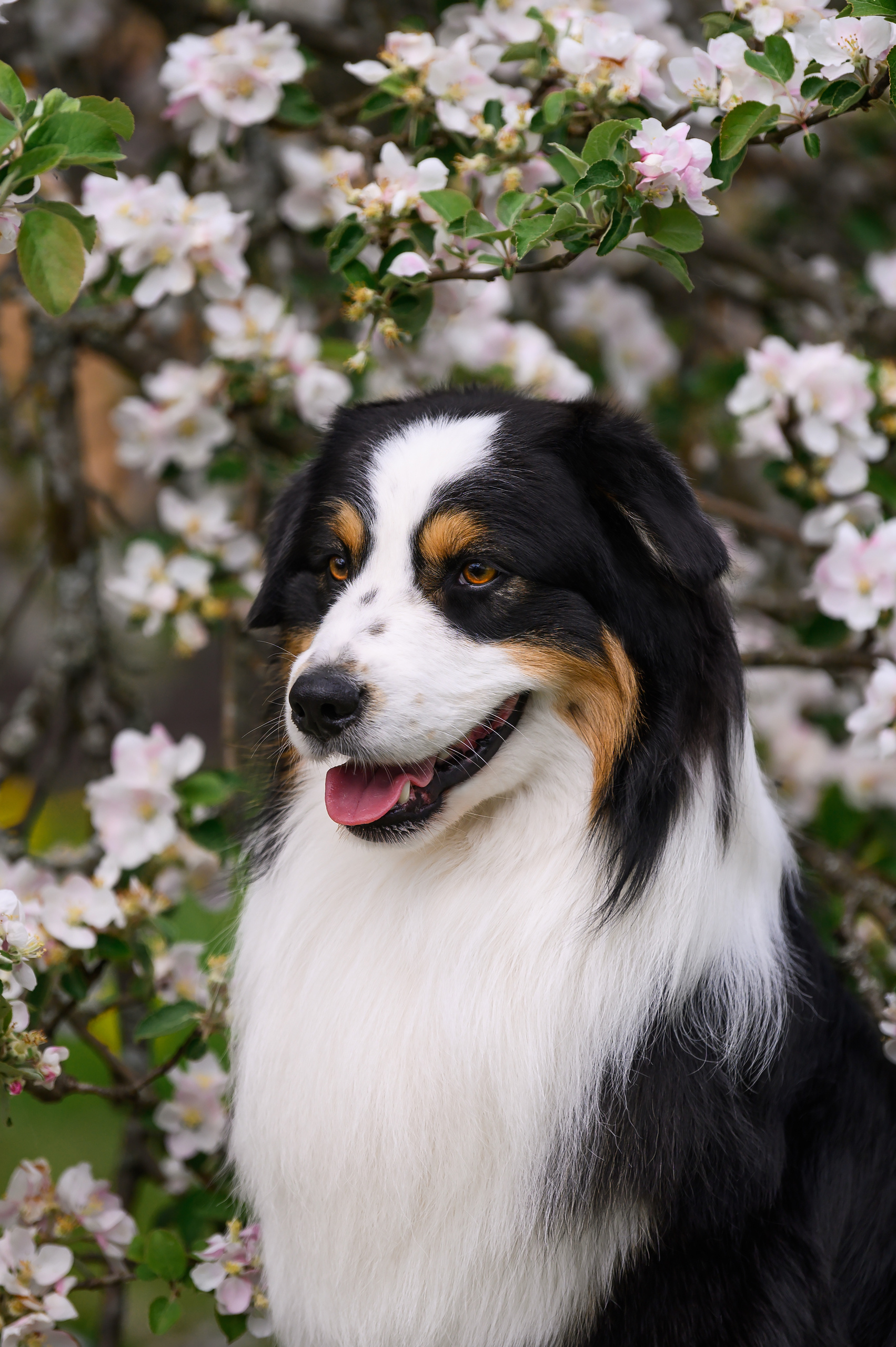 ШЕЛДОН. Питомник австралийских овчарок «APPLEDORE»