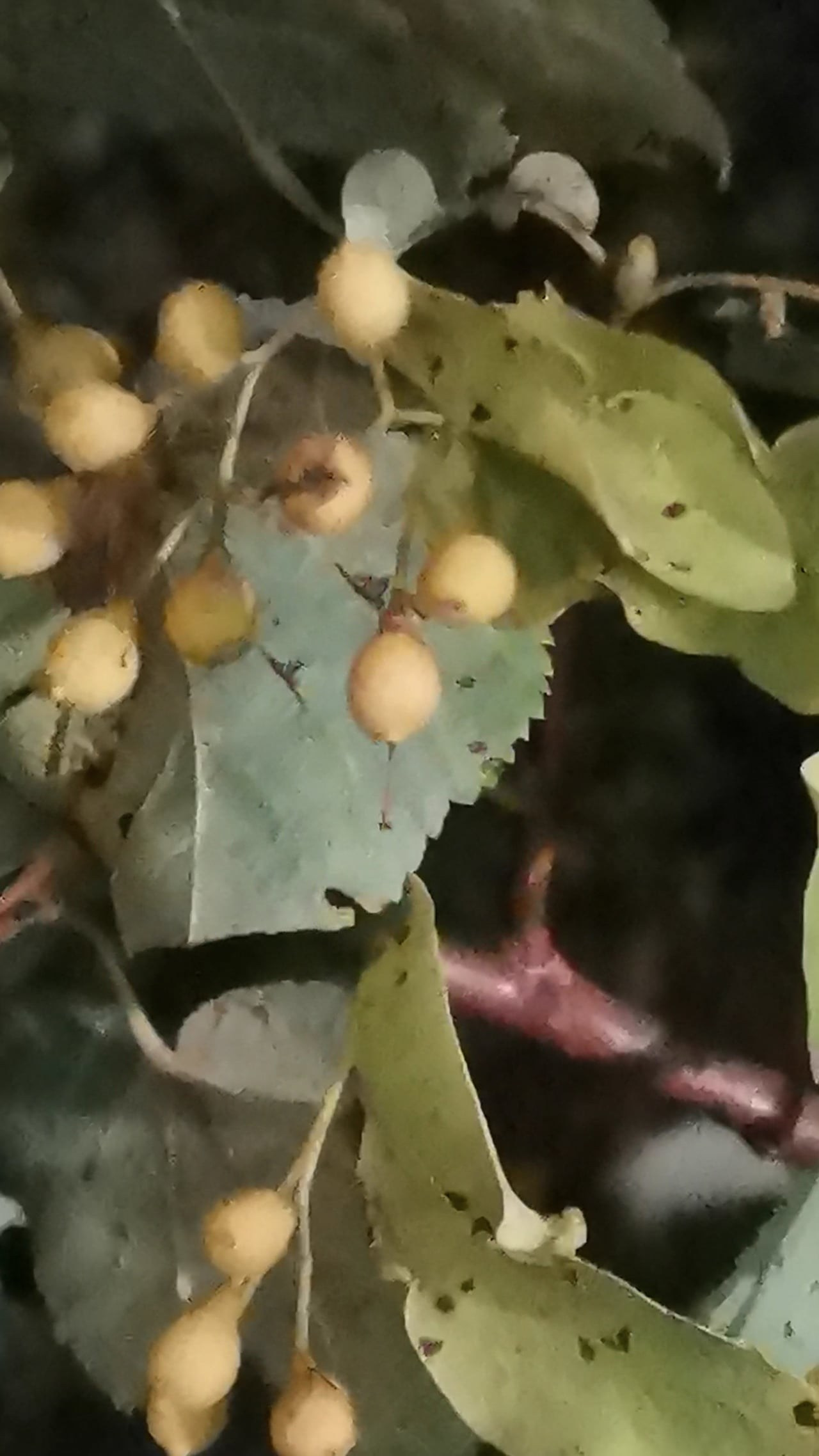 Наталья Алаторцева — Медленный шаг