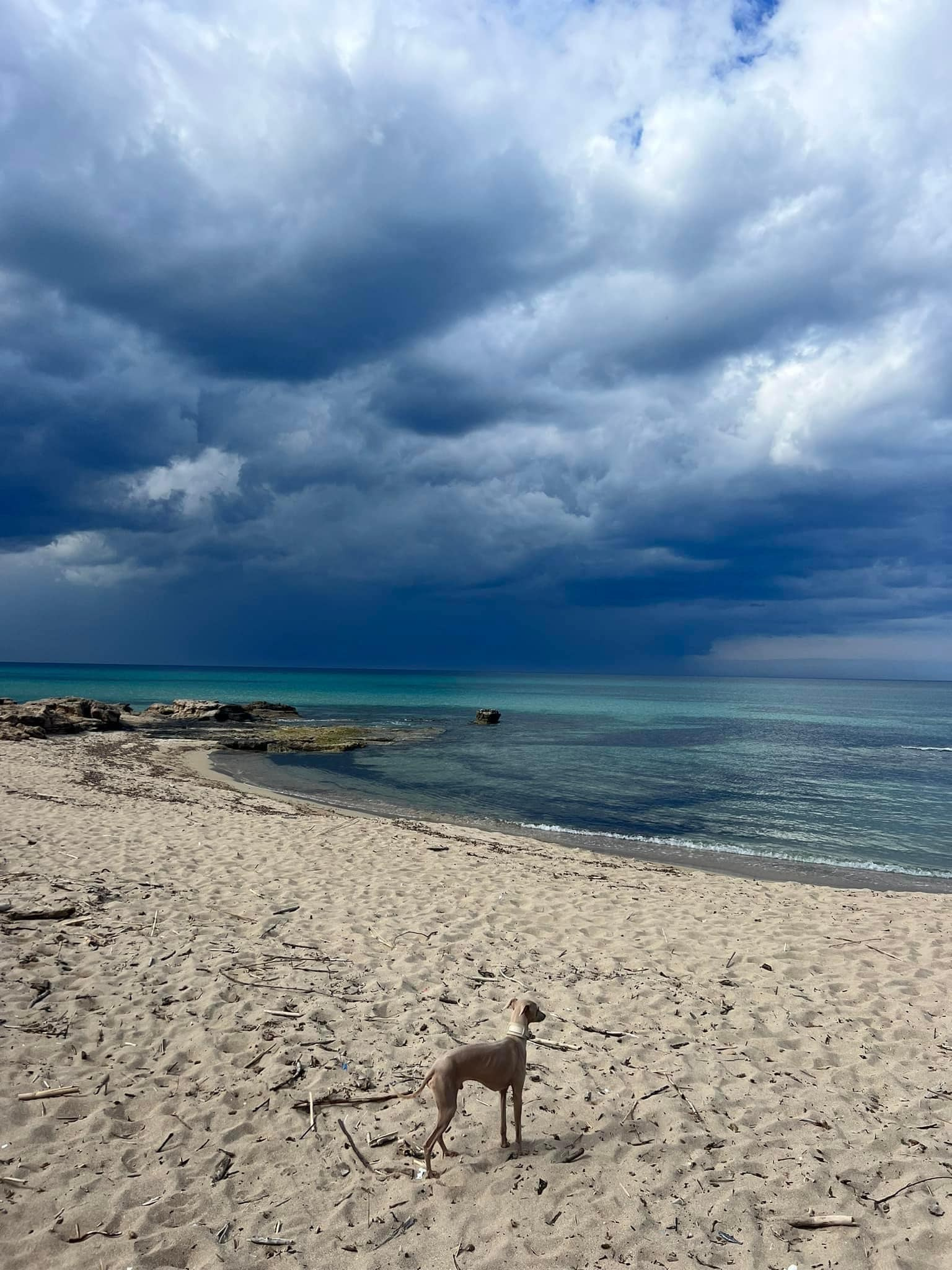 Профессиональный питомник левреток РКФ/FCI ASTI SAPPHIRE 💎 Сочи|Санкт-Петербург